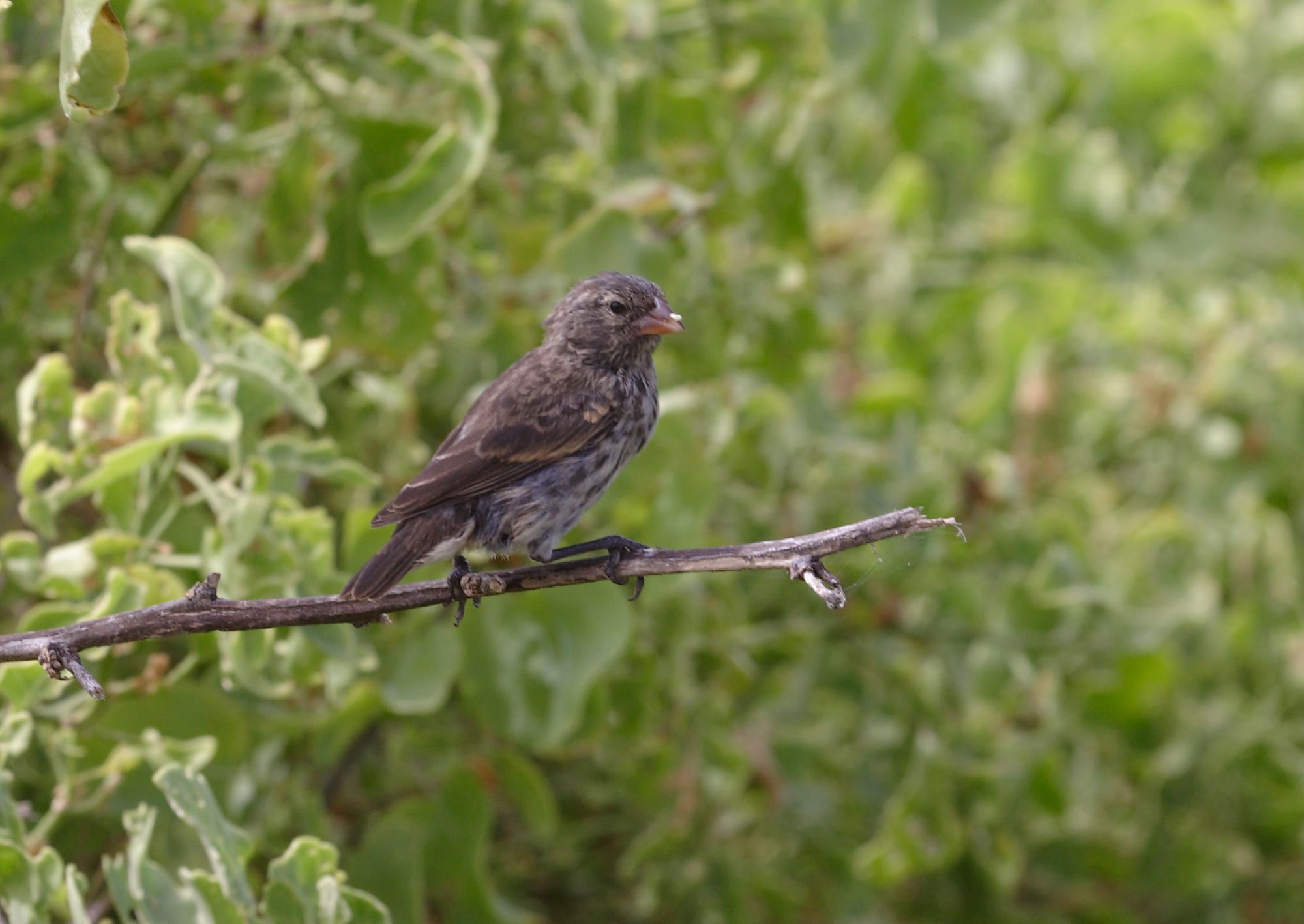 Medium Ground Finch