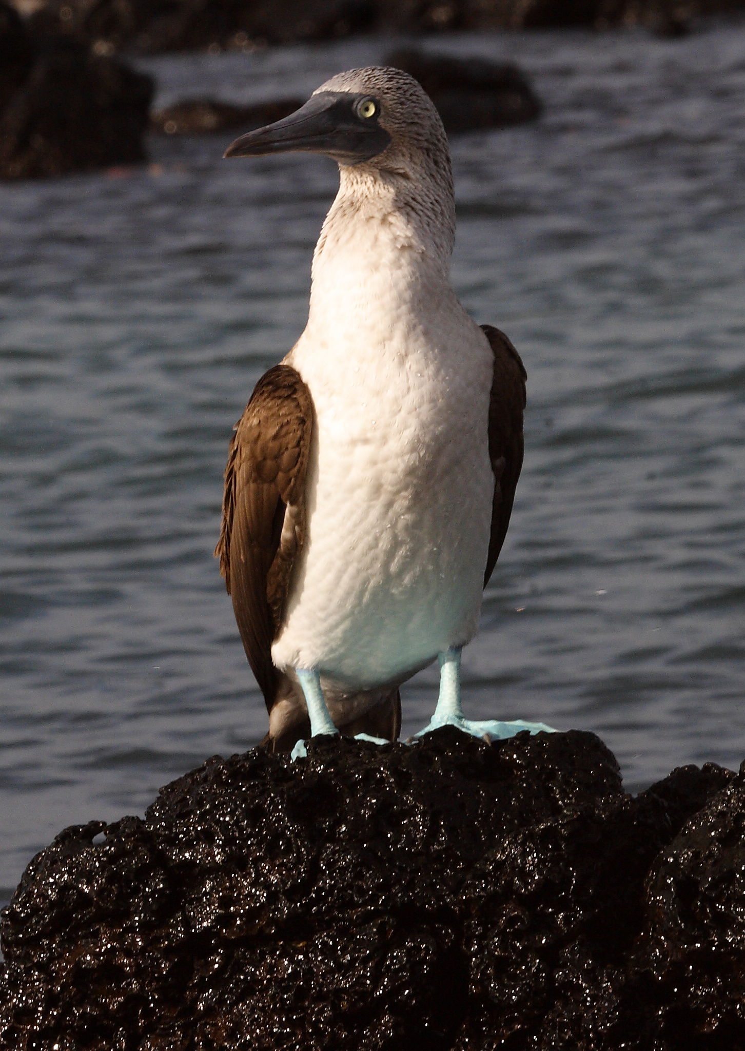 Blue-footed Booby