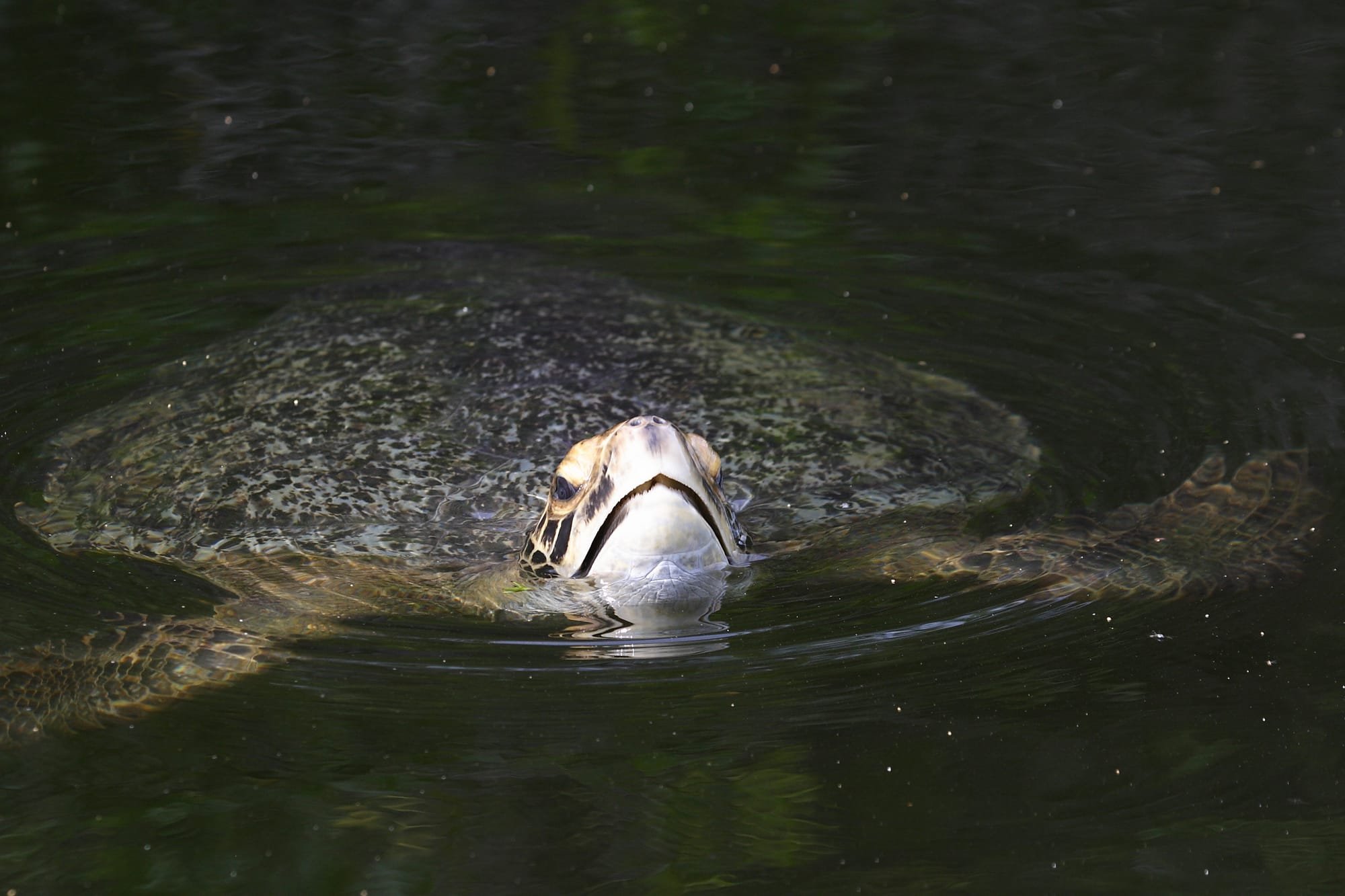 Pacific Green Turtle