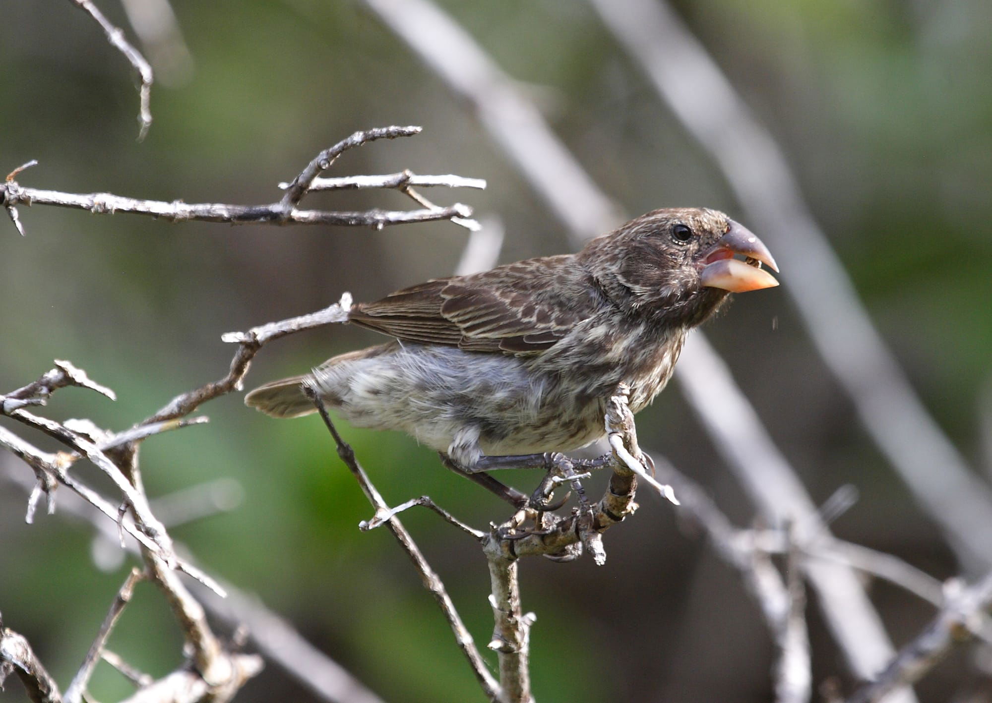 Large Ground Finch