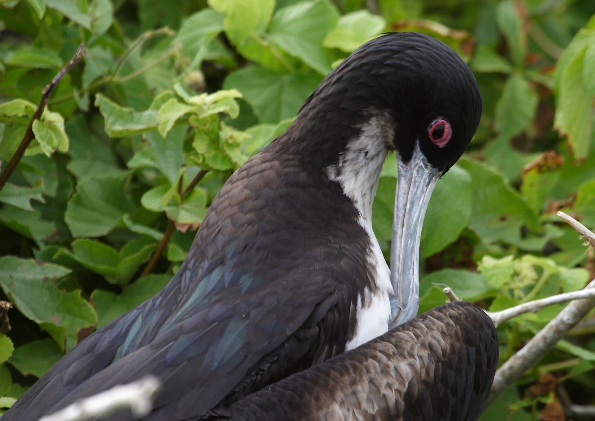 Great Frigate Bird