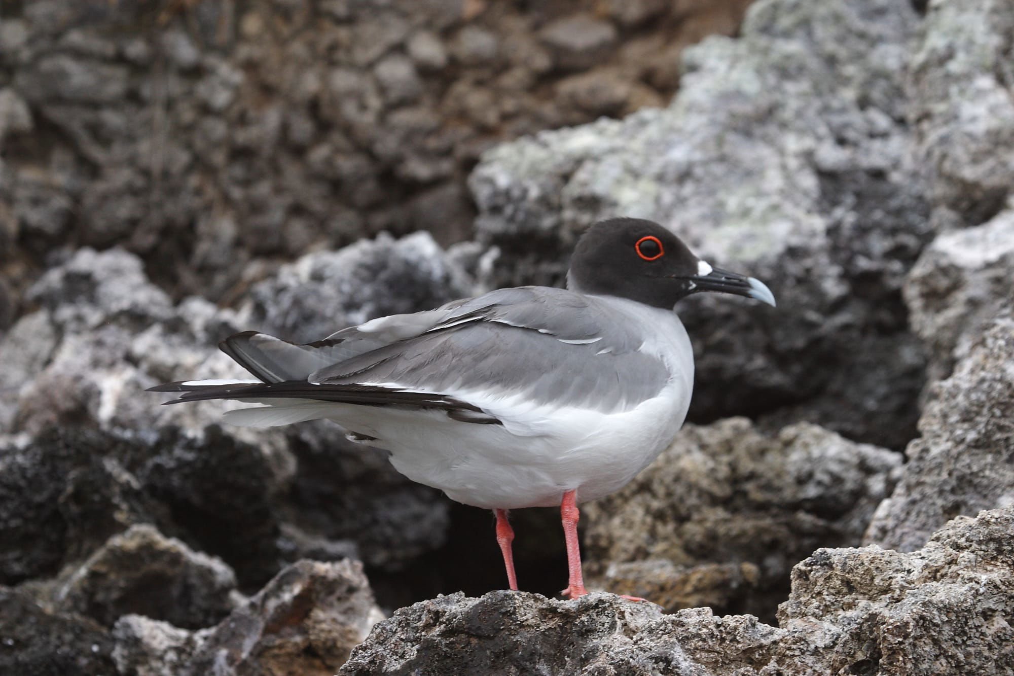 Swallow-tailed Gull