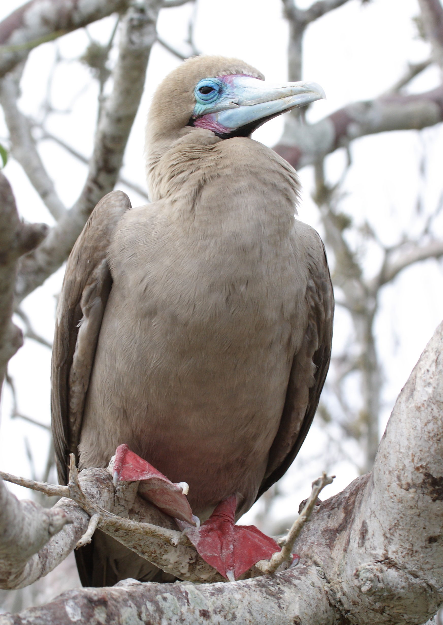 Red-footed Booby