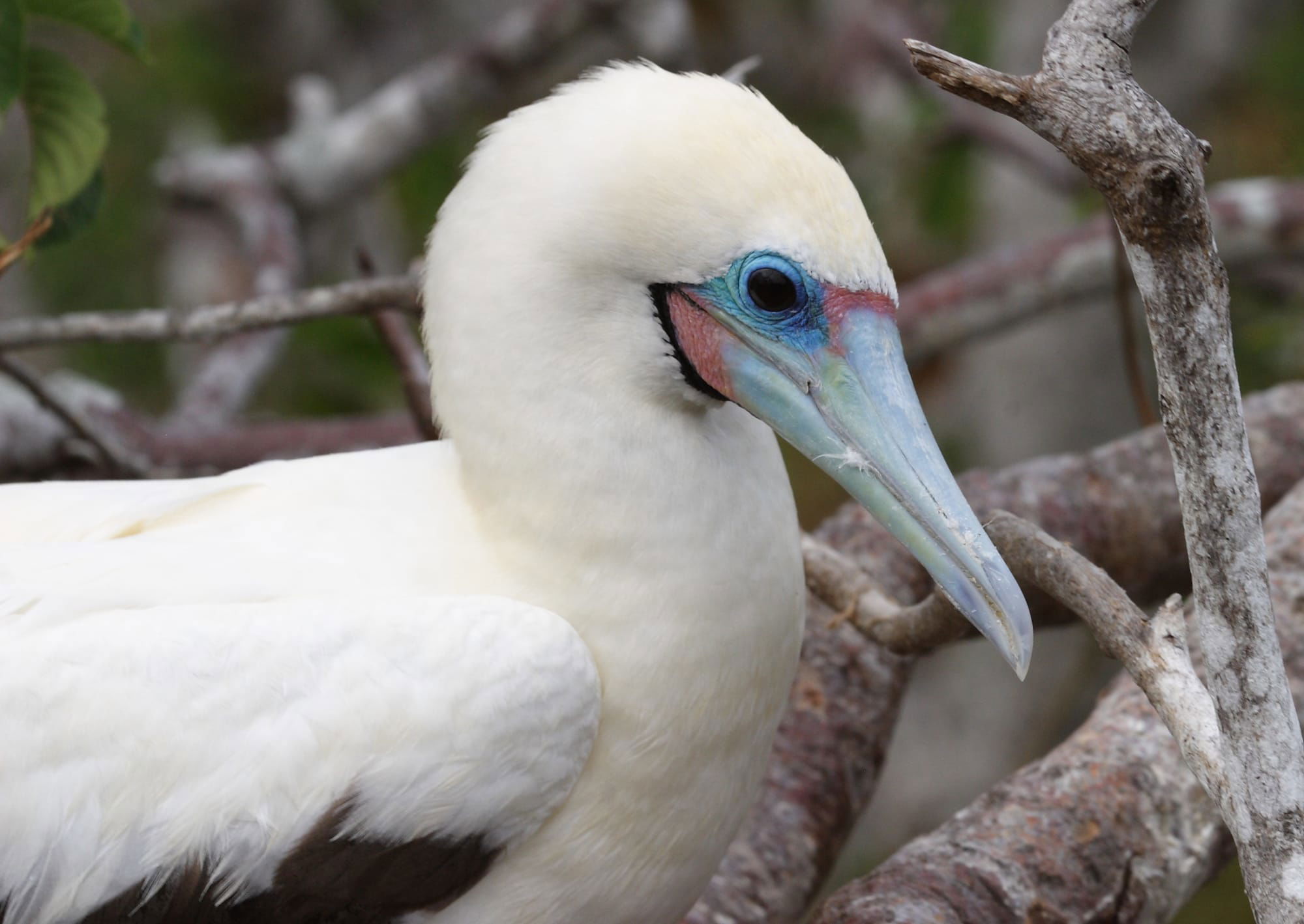 Red-footed Booby