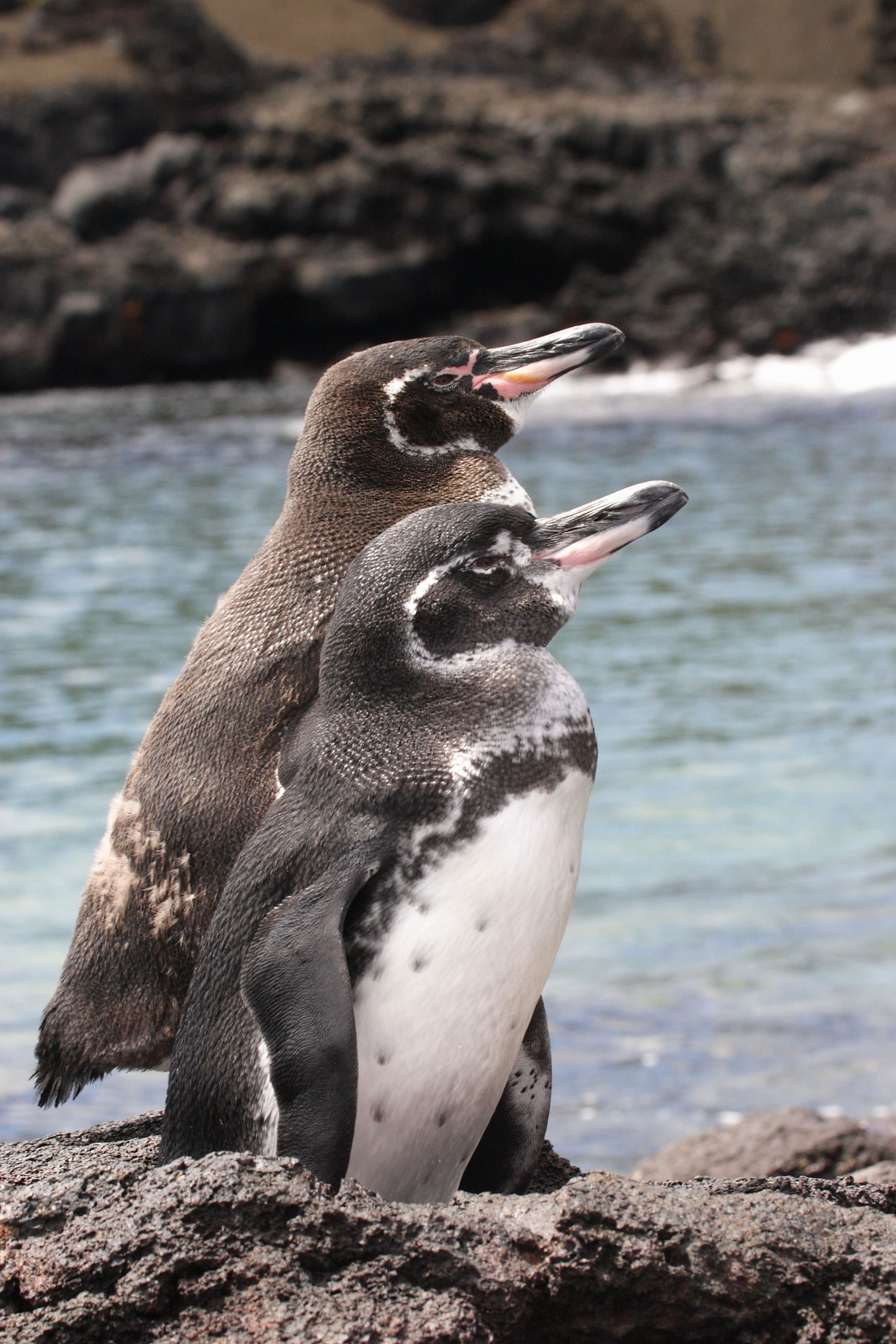 Galapagos Penguins