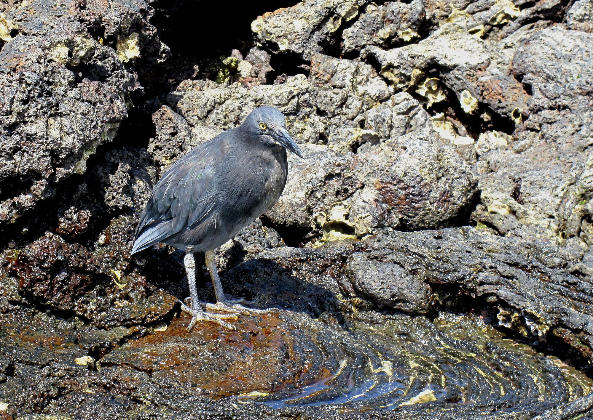 Lava Heron