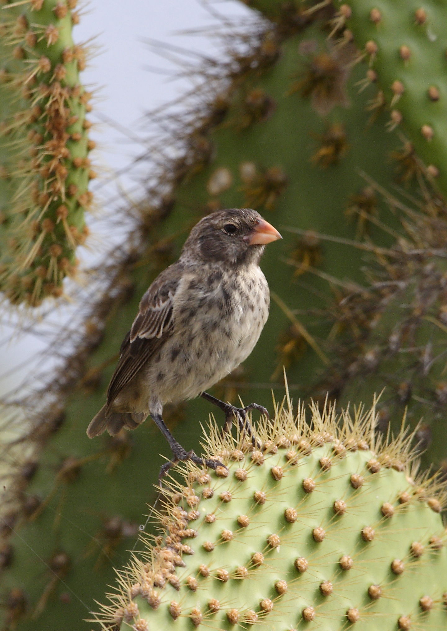 Cactus Finch