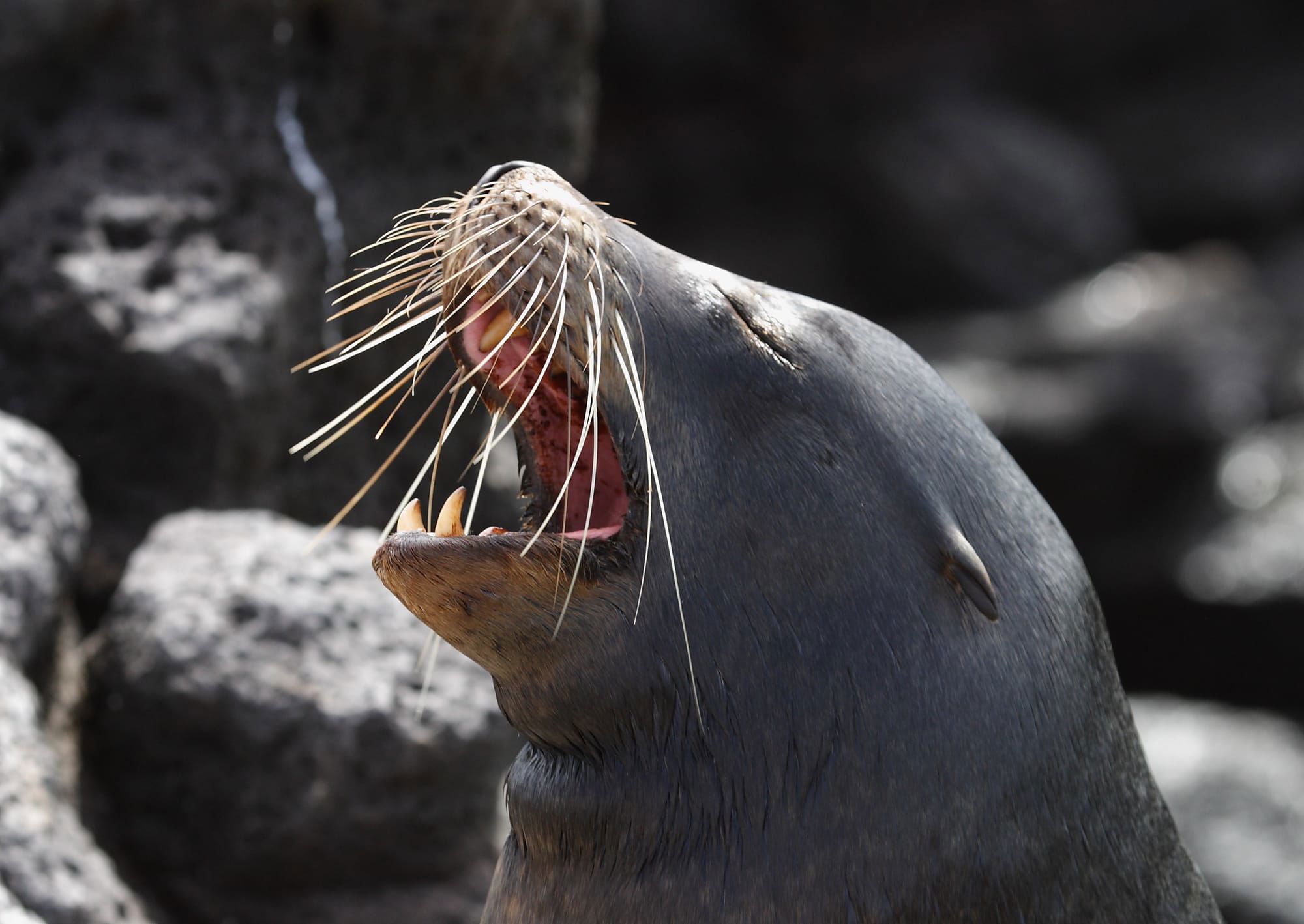 Galapagos Sea Lion