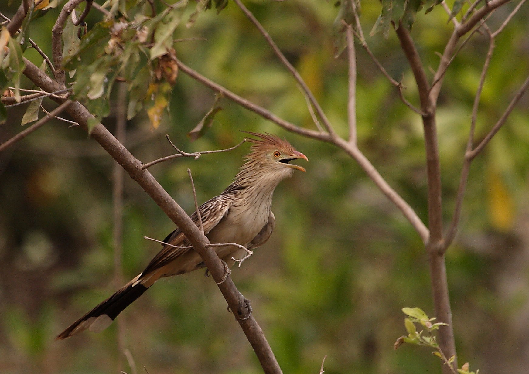 Guira Cuckoo