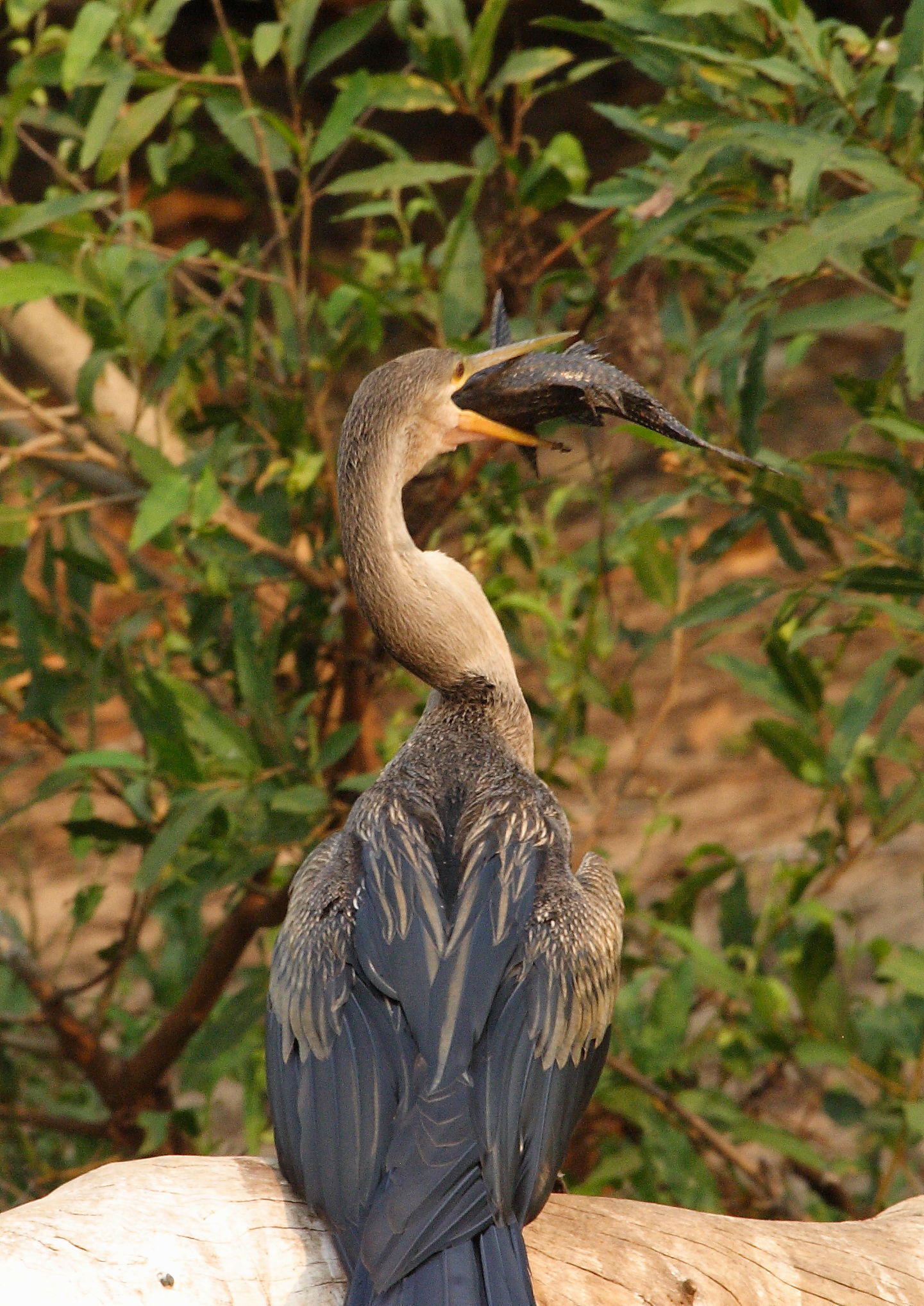 Anhinga