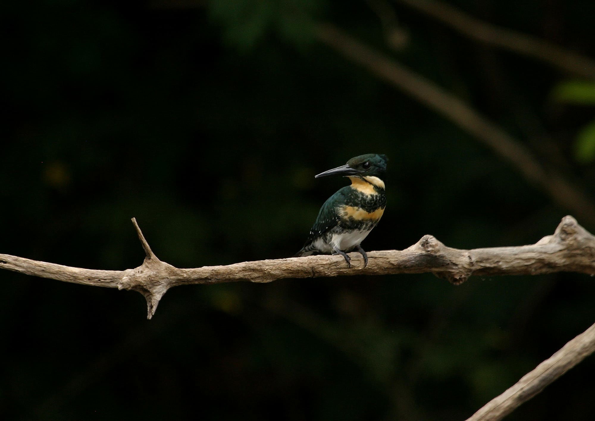 Green Kingfisher