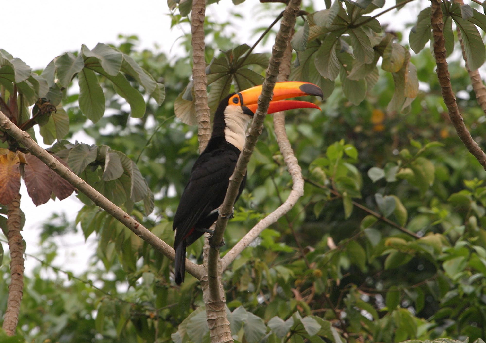 Toco Toucan