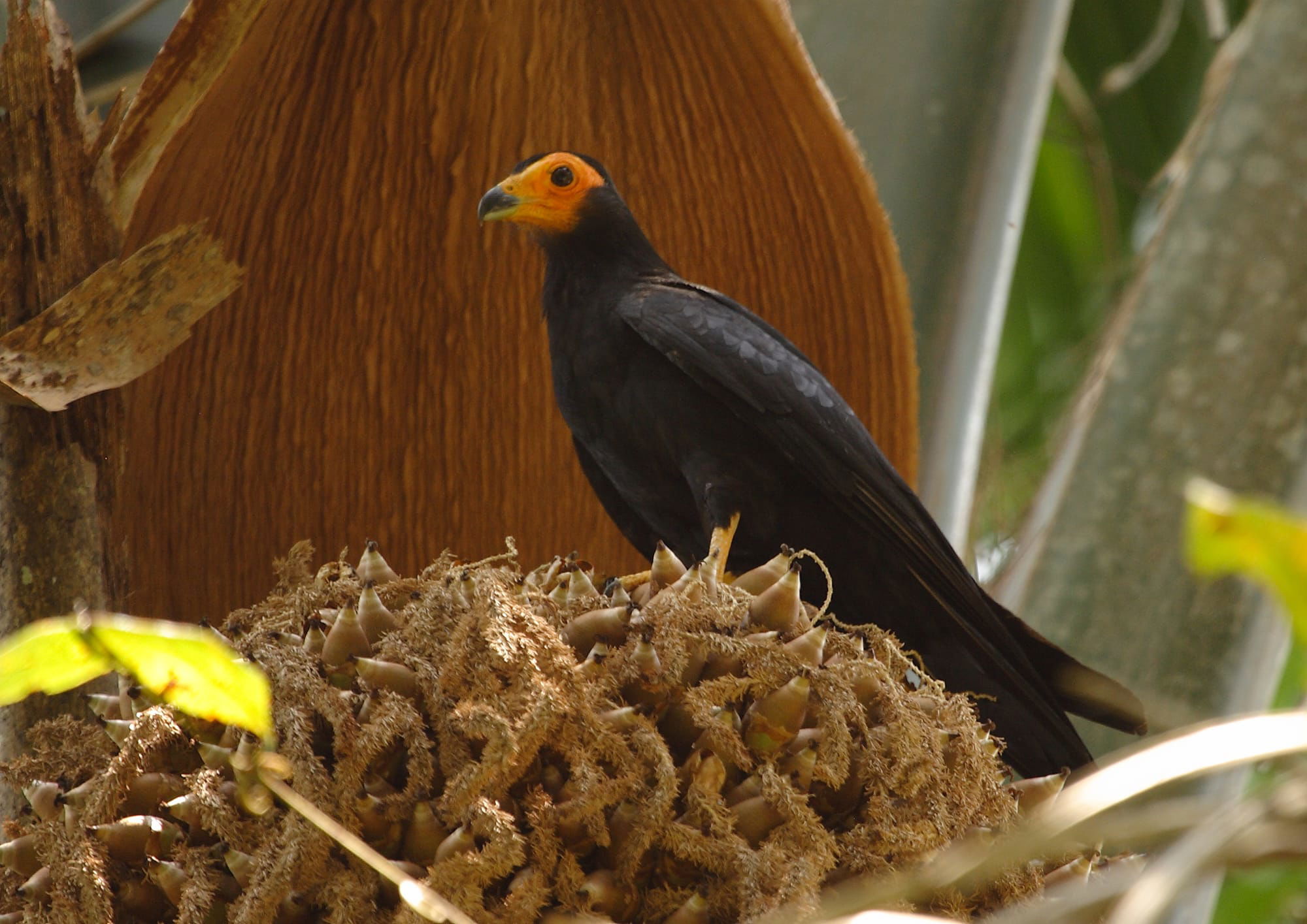 Black Caracara