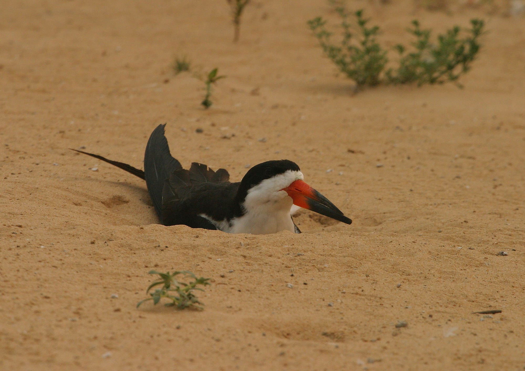 Black Skimmer