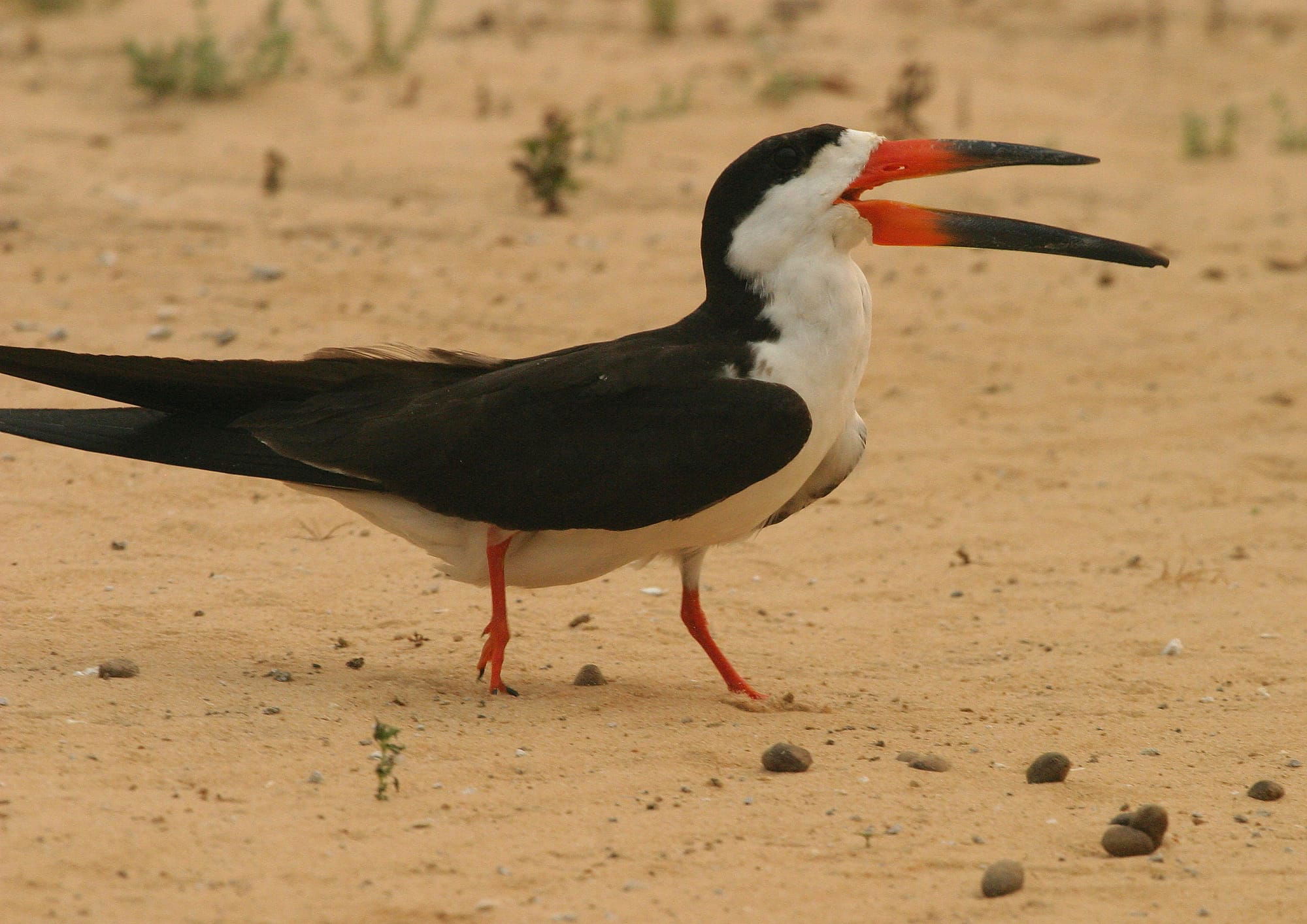 Black Skimmer