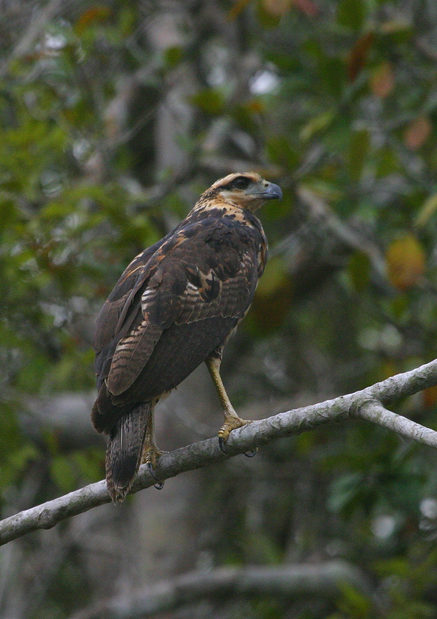 Great Black Hawk