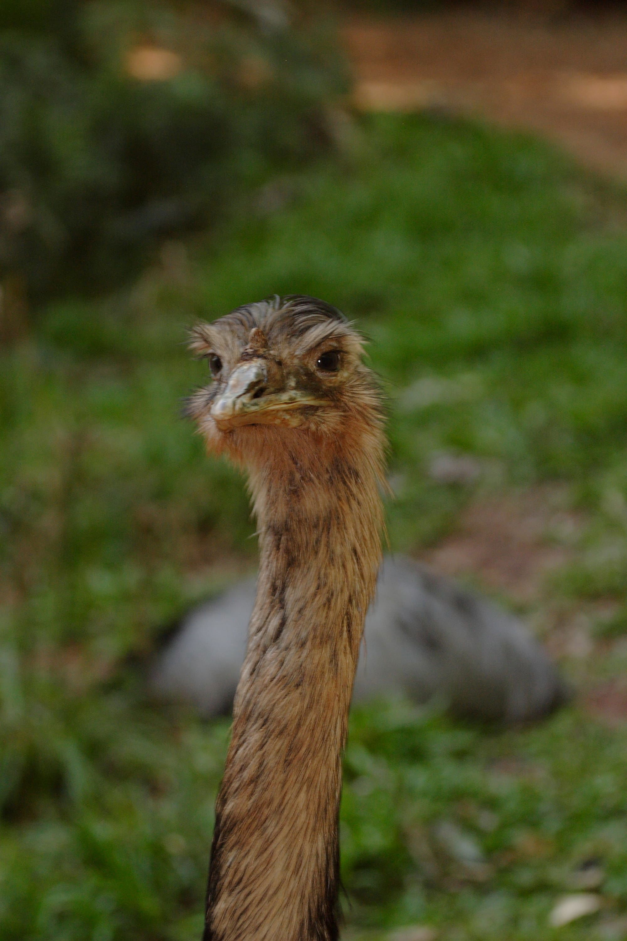 Greater Rhea