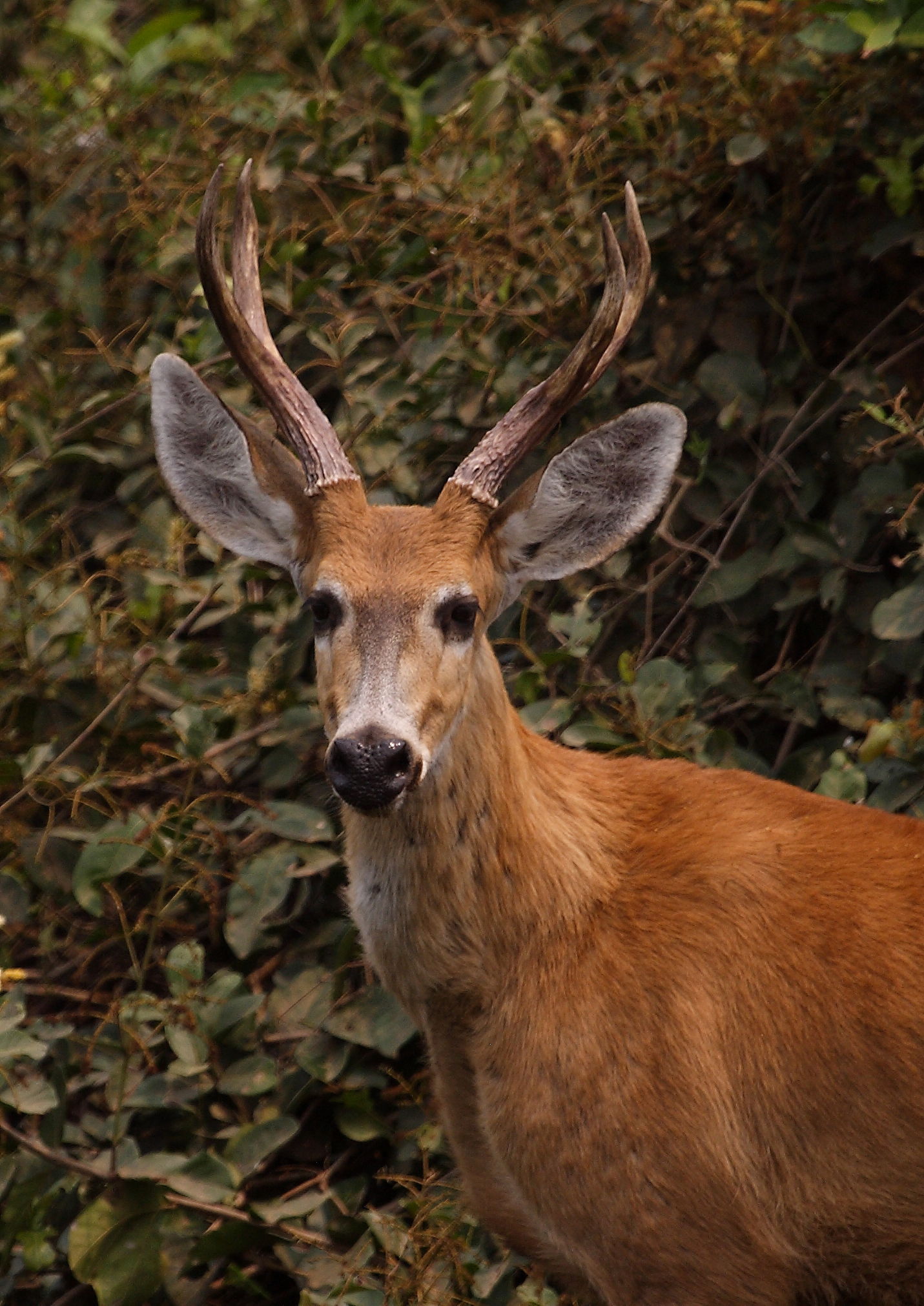 Marsh Deer