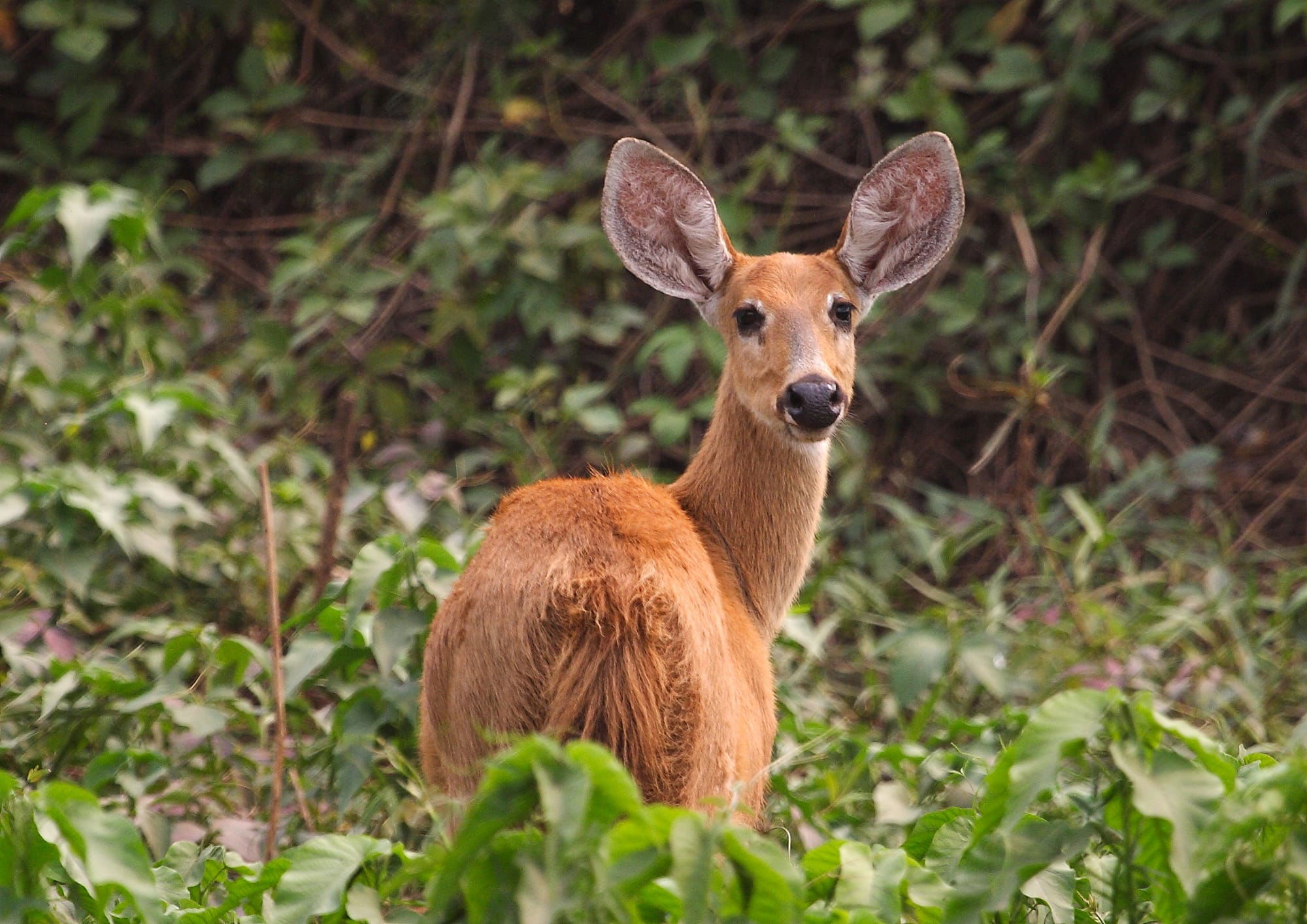 Marsh Deer