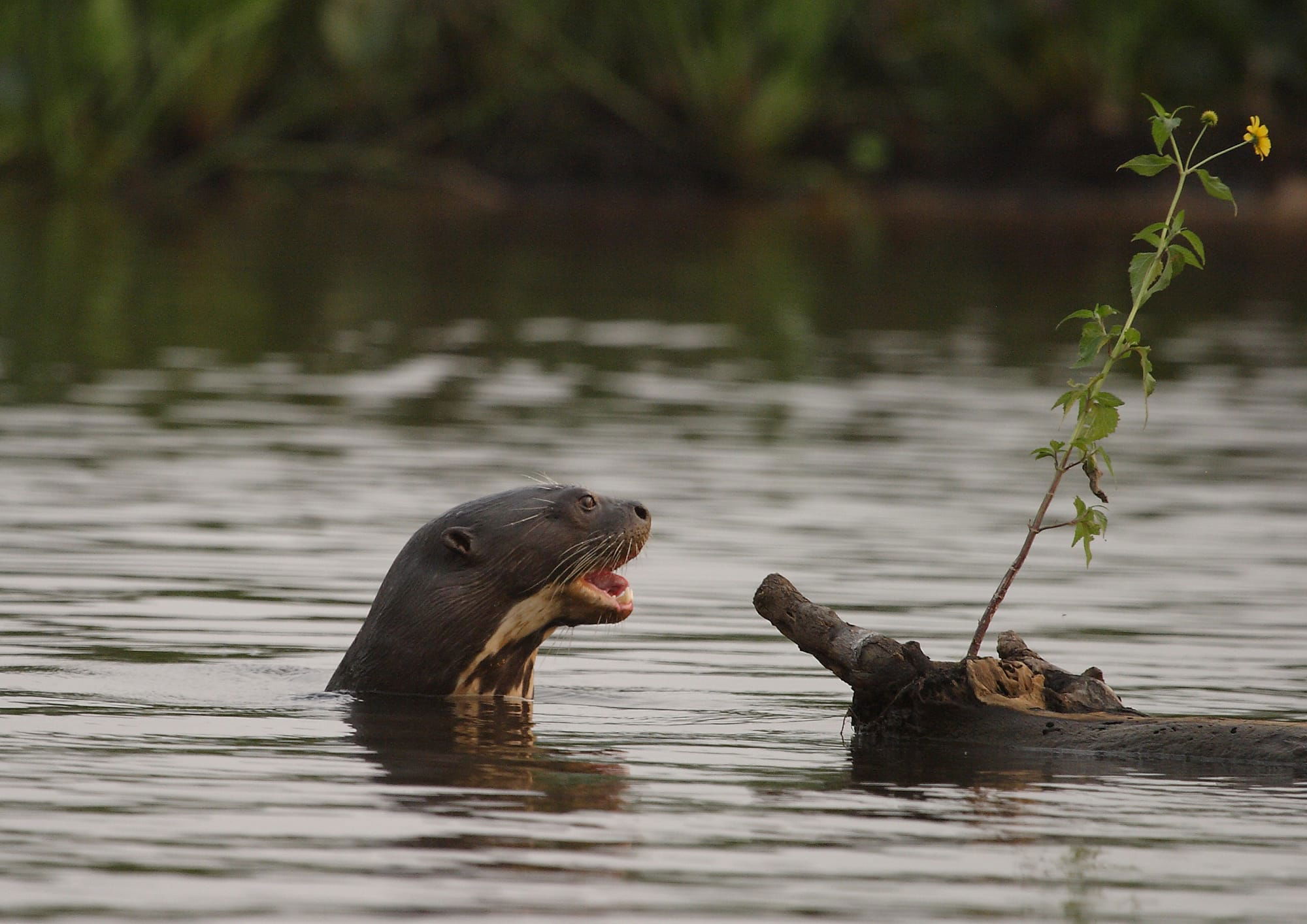 Giant Otter