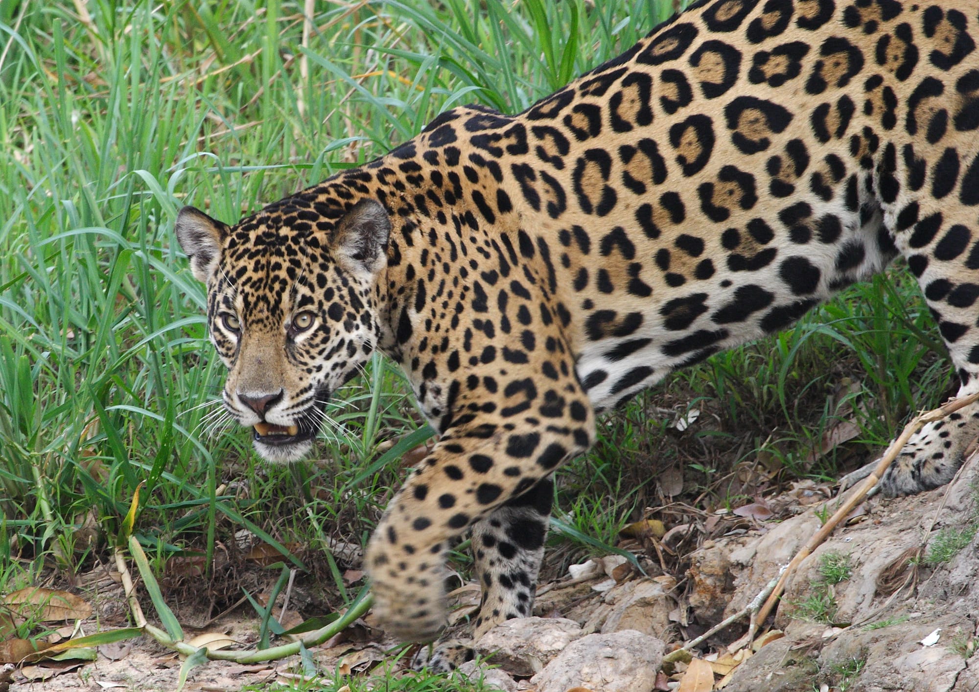 Jaguar