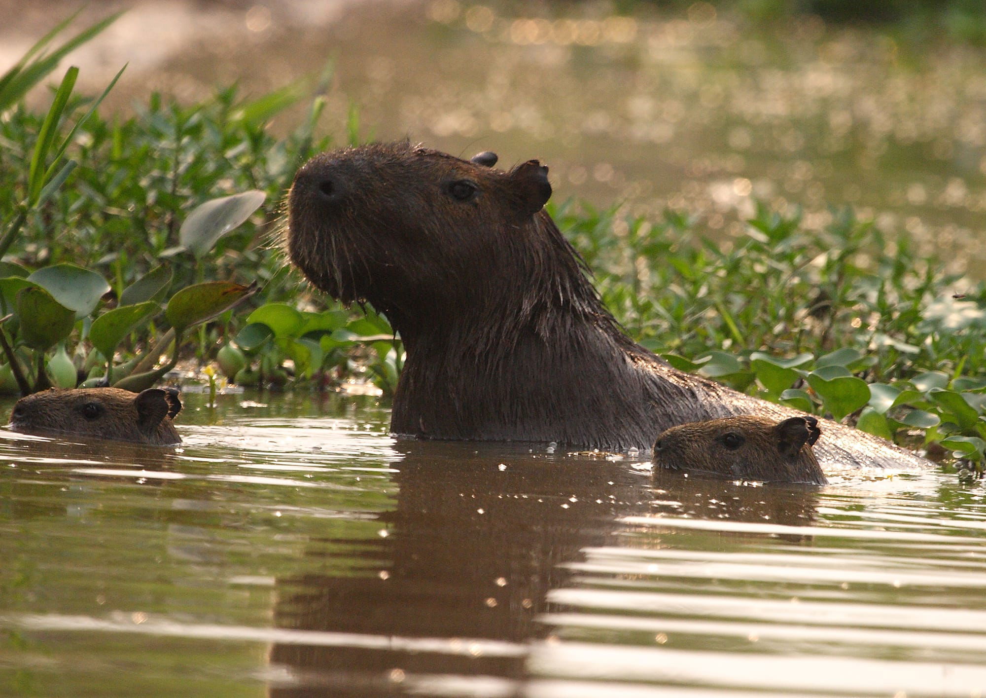 Capybara