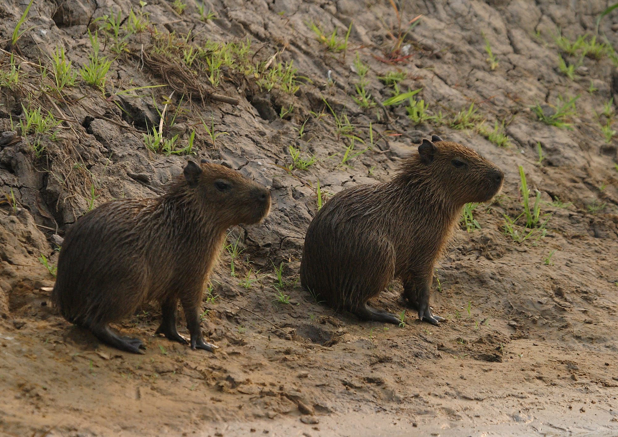 Capybara