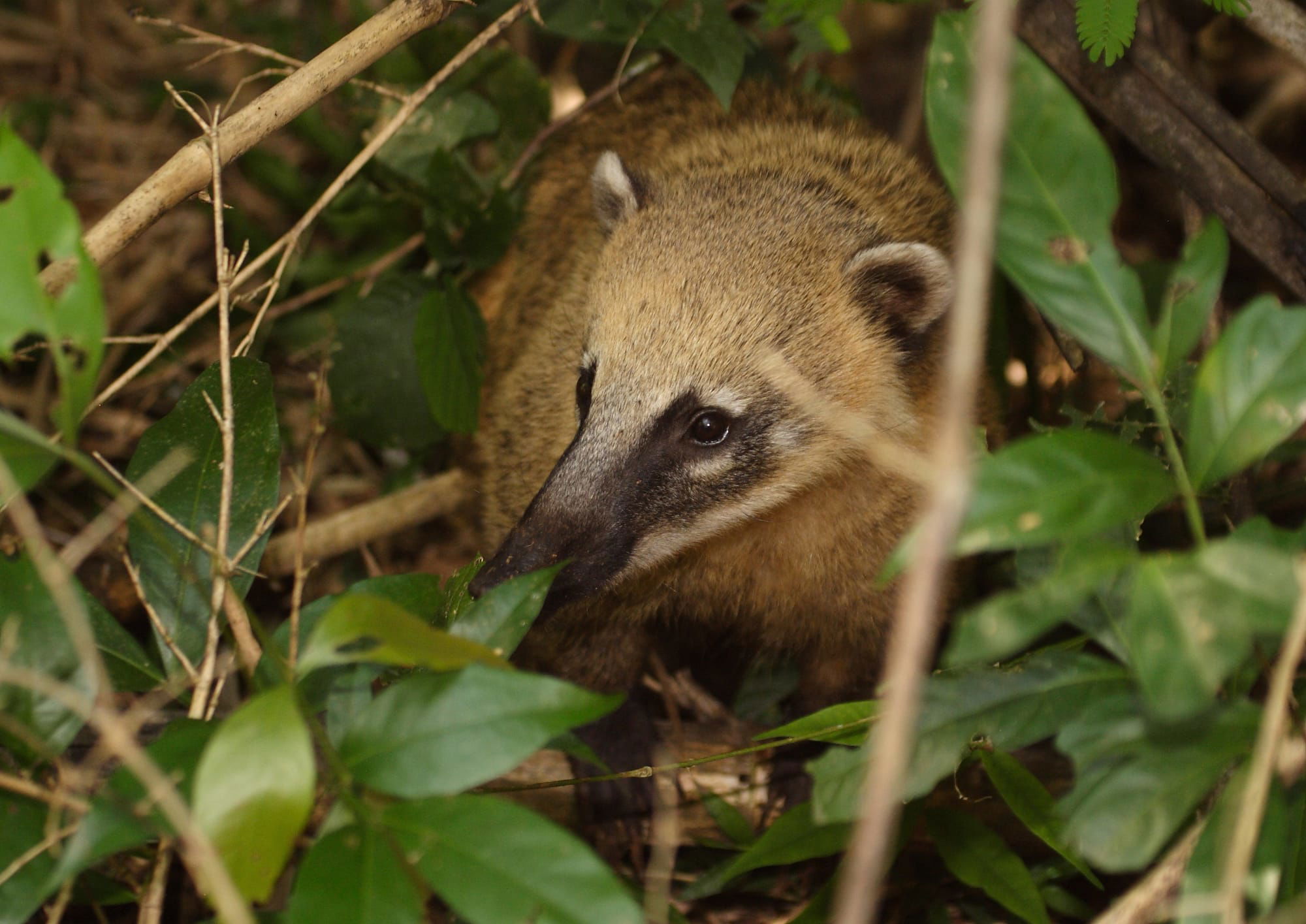 Coati