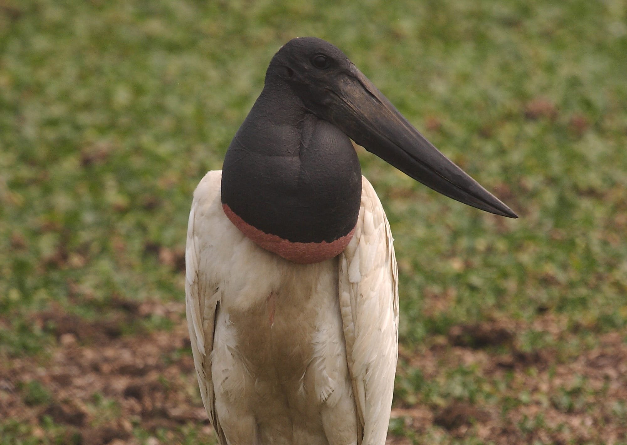 Jabiru Stork