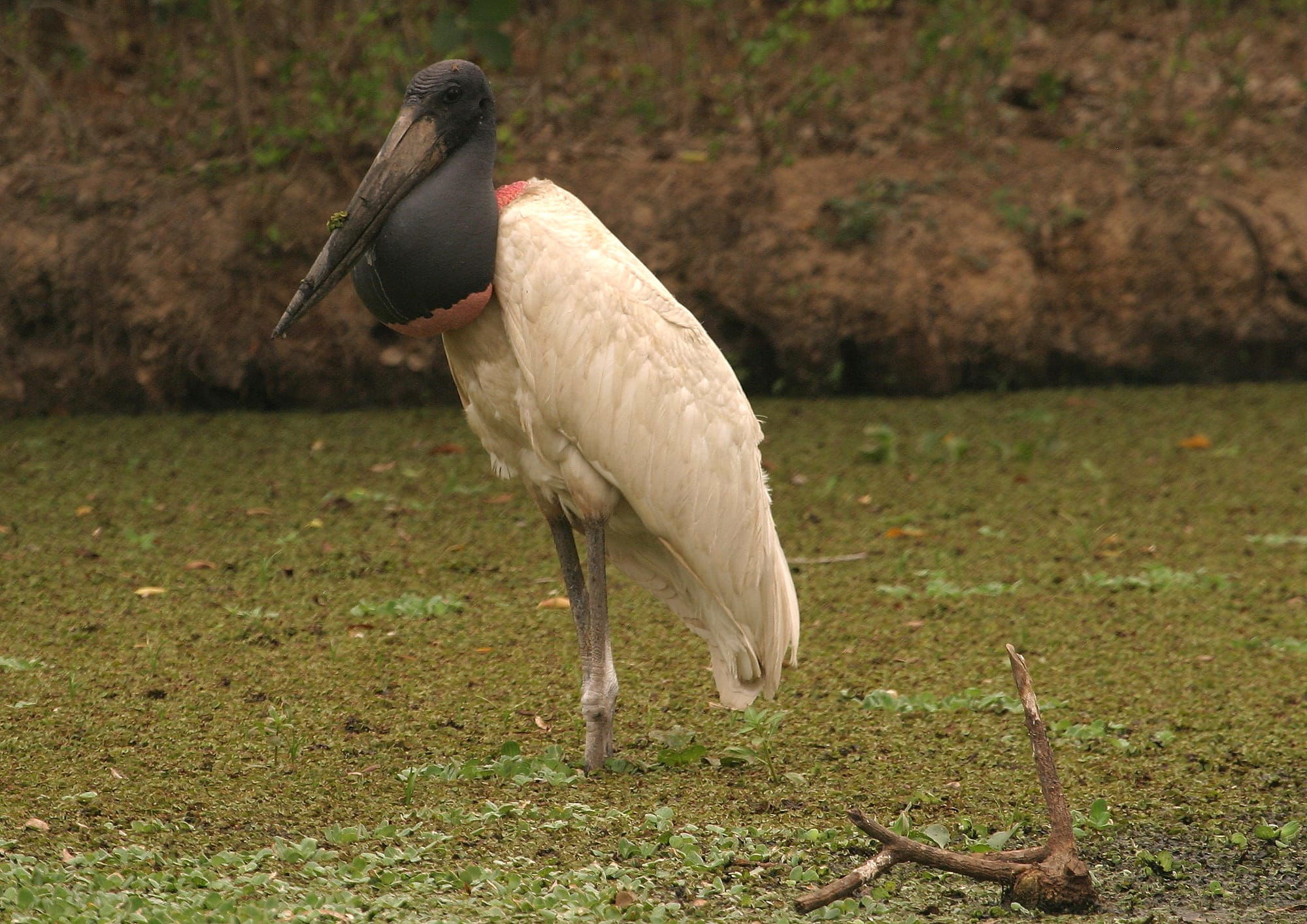 Jabiru Stork