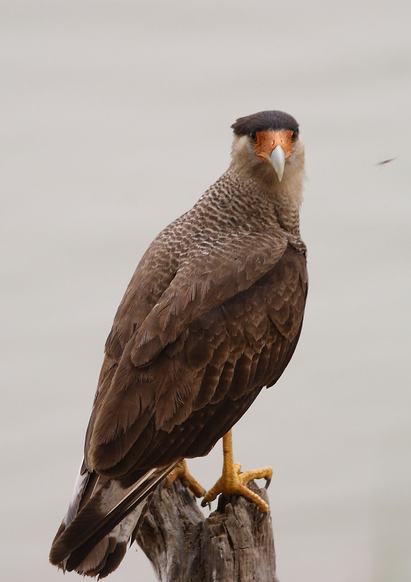 Southern Caracara