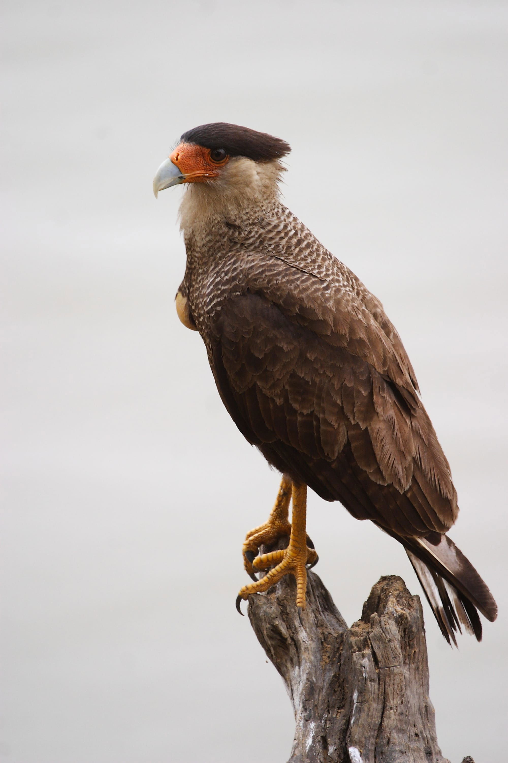 Southern Caracara