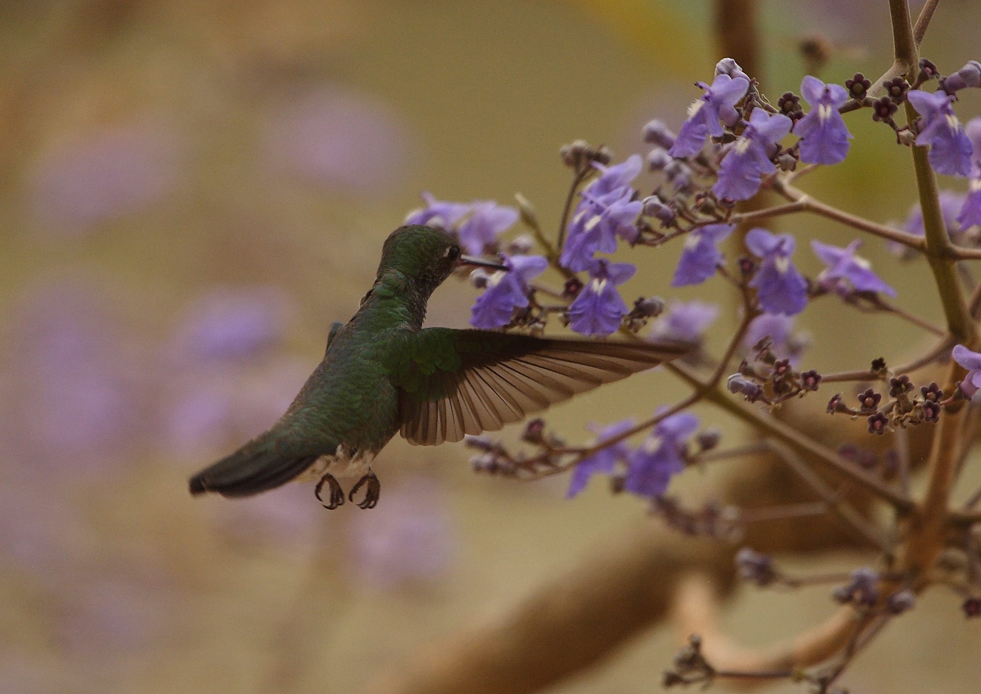 Glittering-bellied Emerald