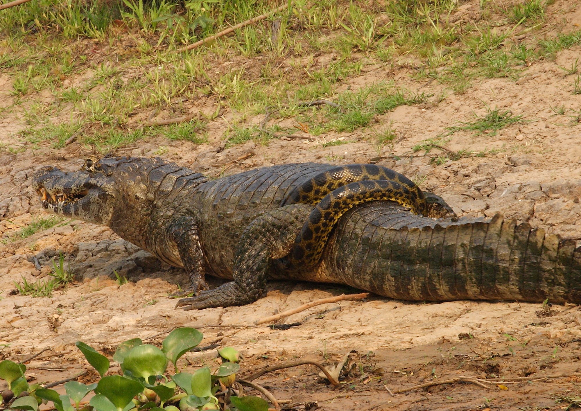 Caiman and Anaconda