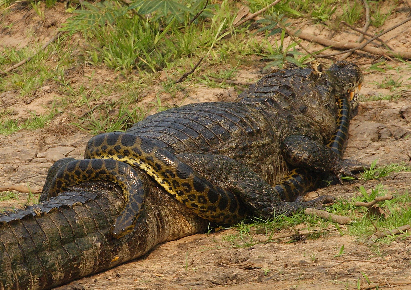 Caiman and Anaconda