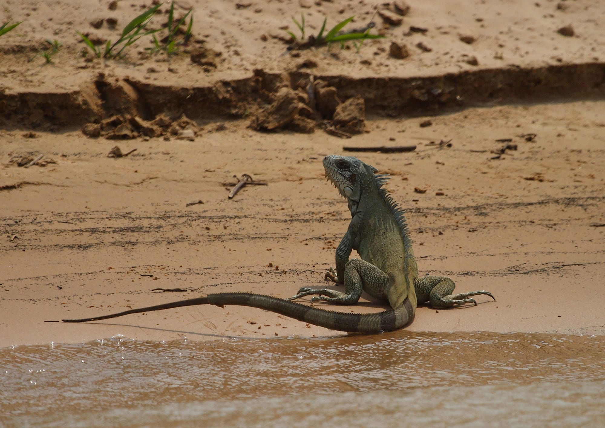 Iguana