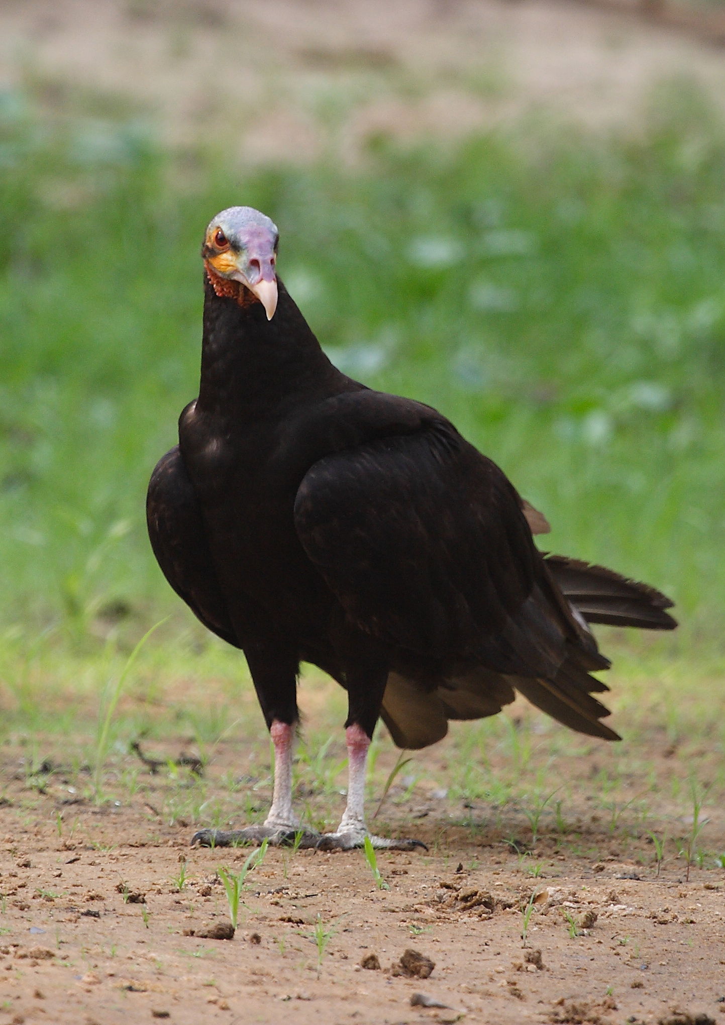 Lesser Yellow-headed Vulture