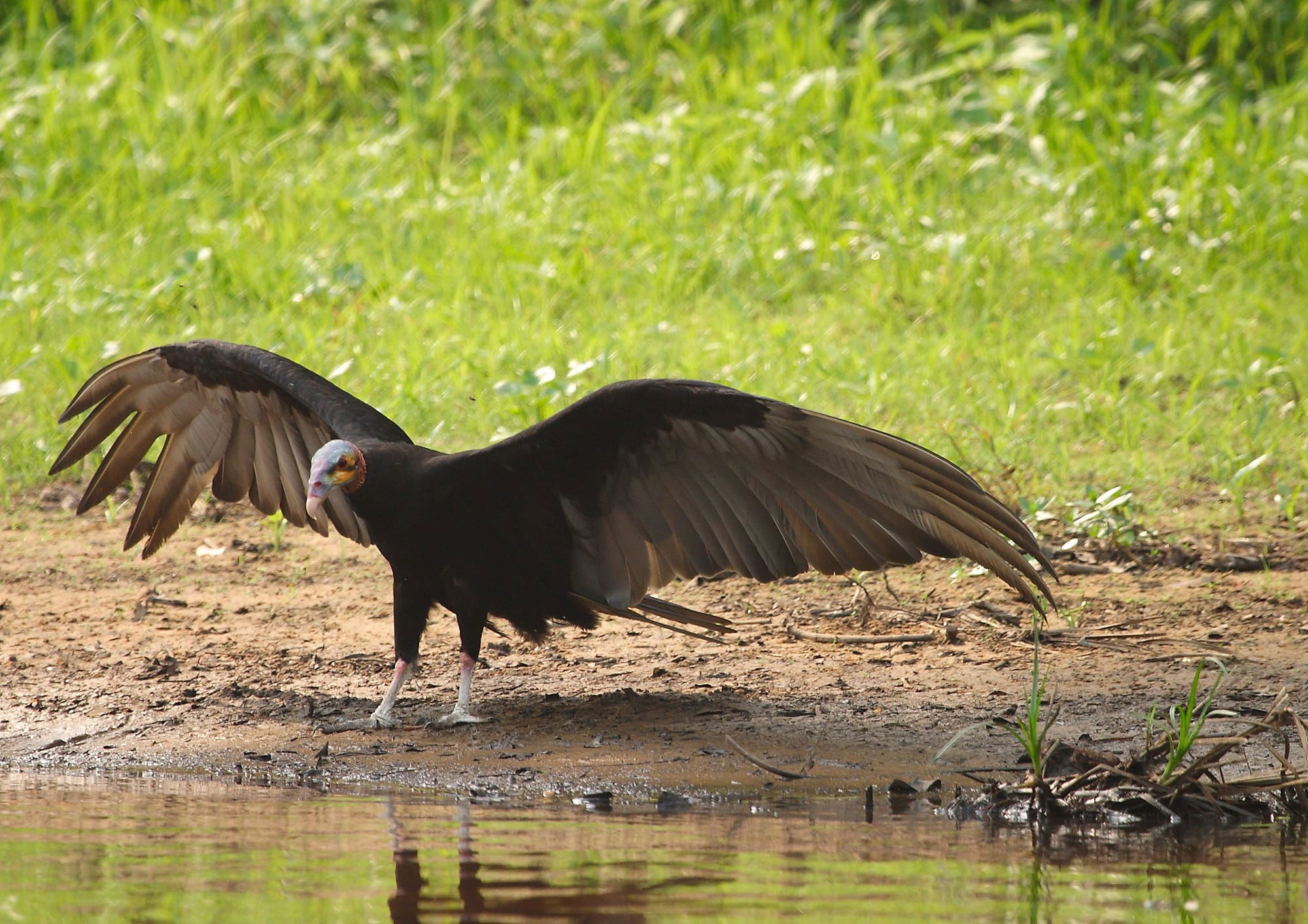 Lesser Yellow-headed Vulture