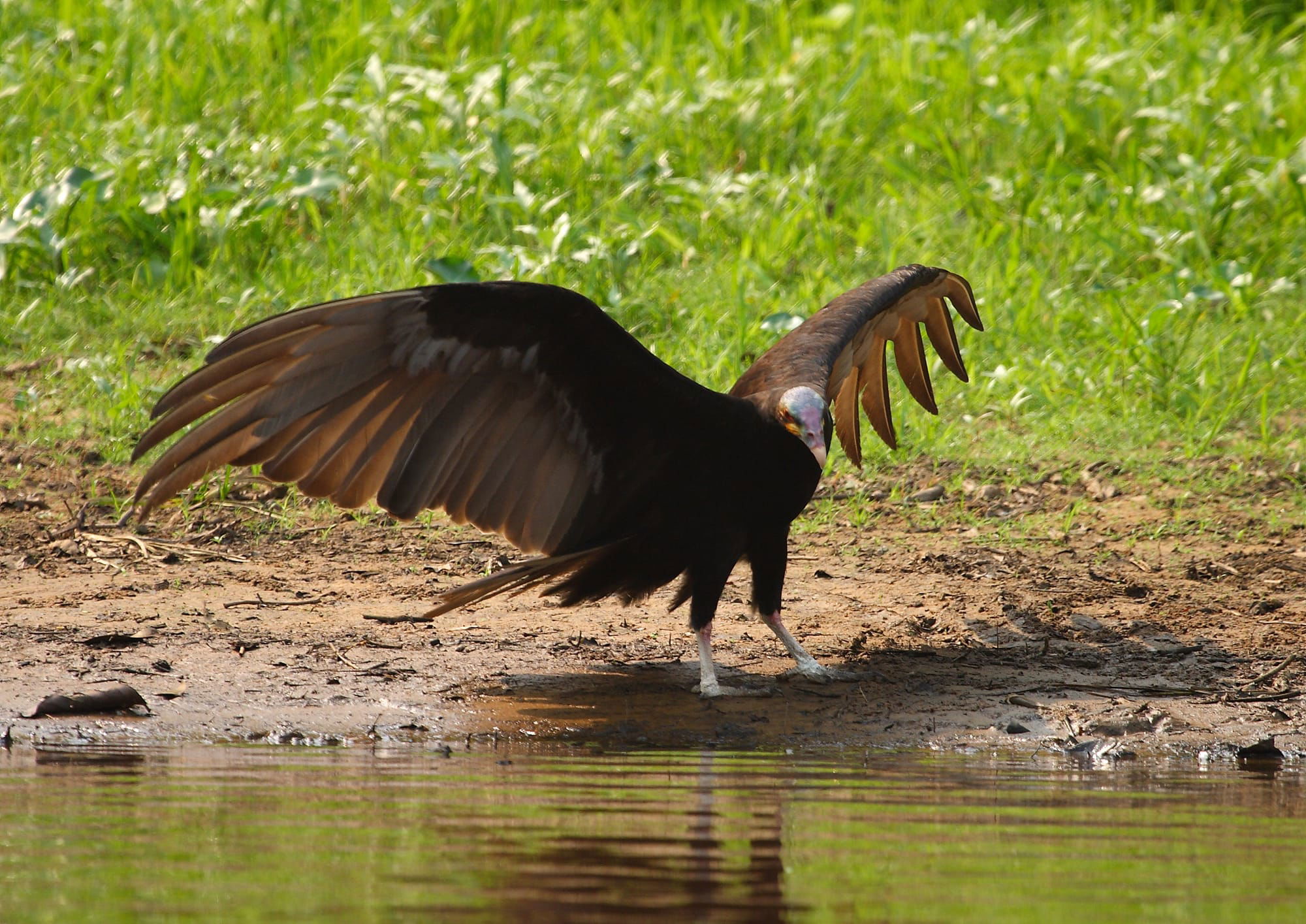 Lesser Yellow-headed Vulture