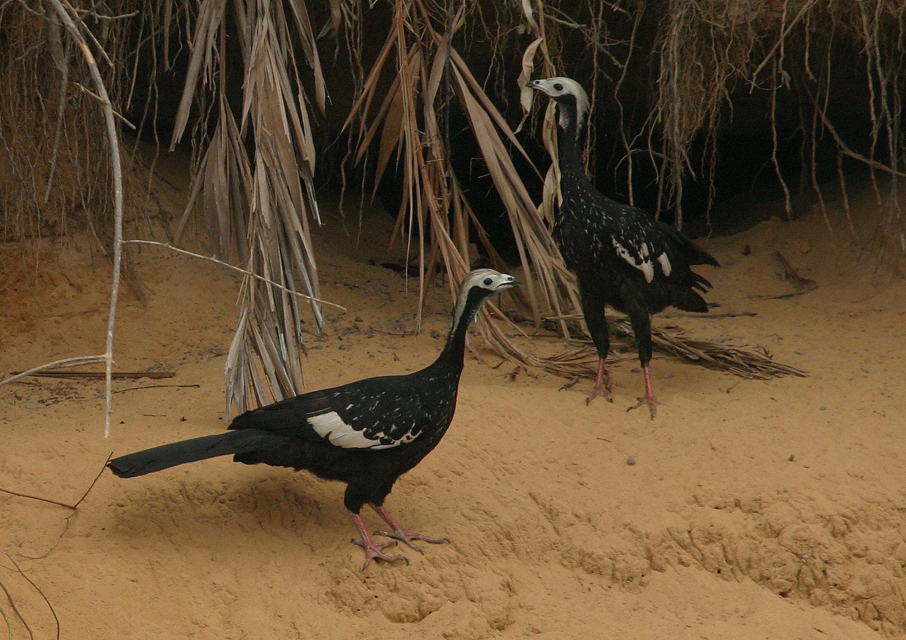 Blue-throated Piping Guans