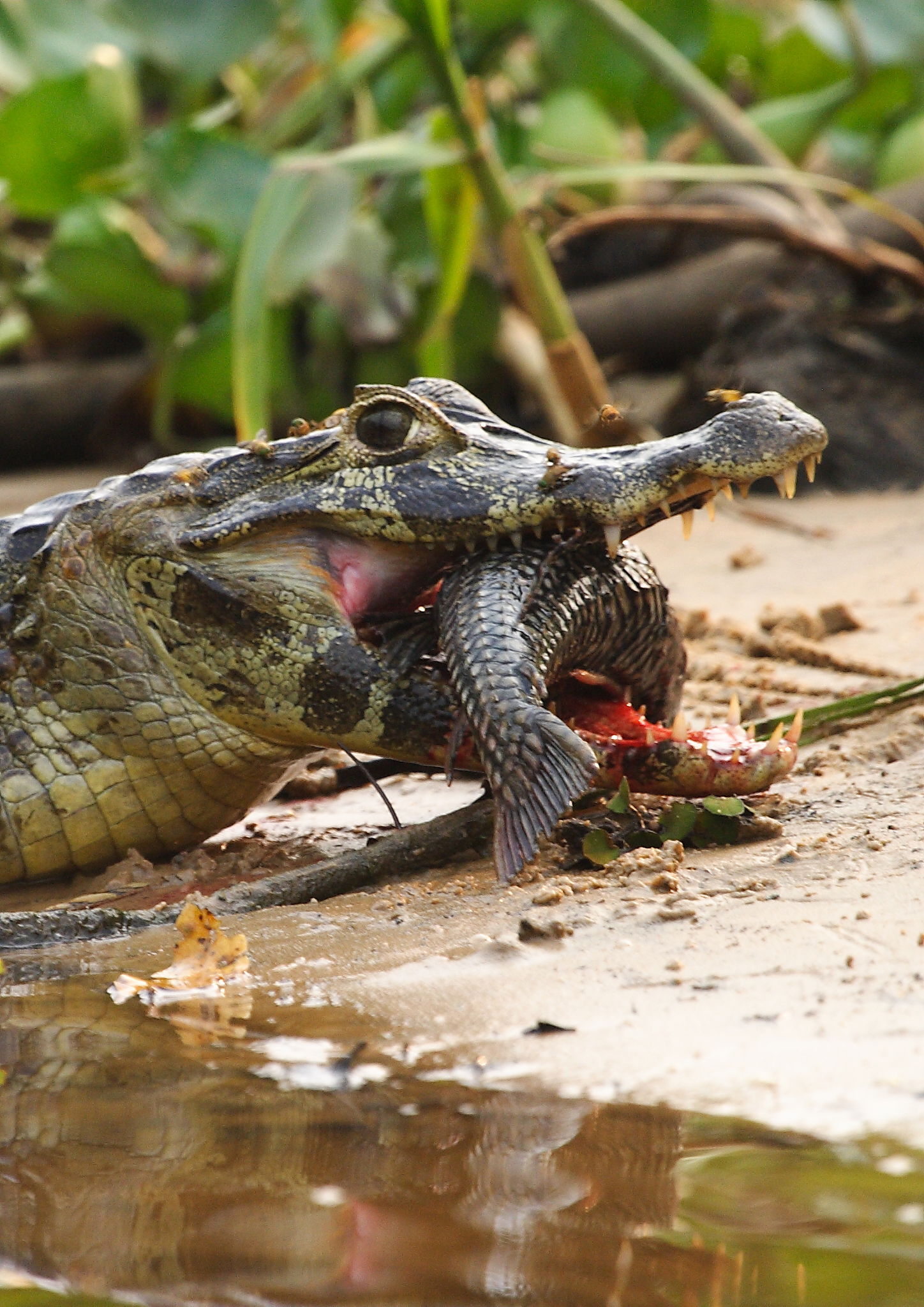 Spectacled Caiman