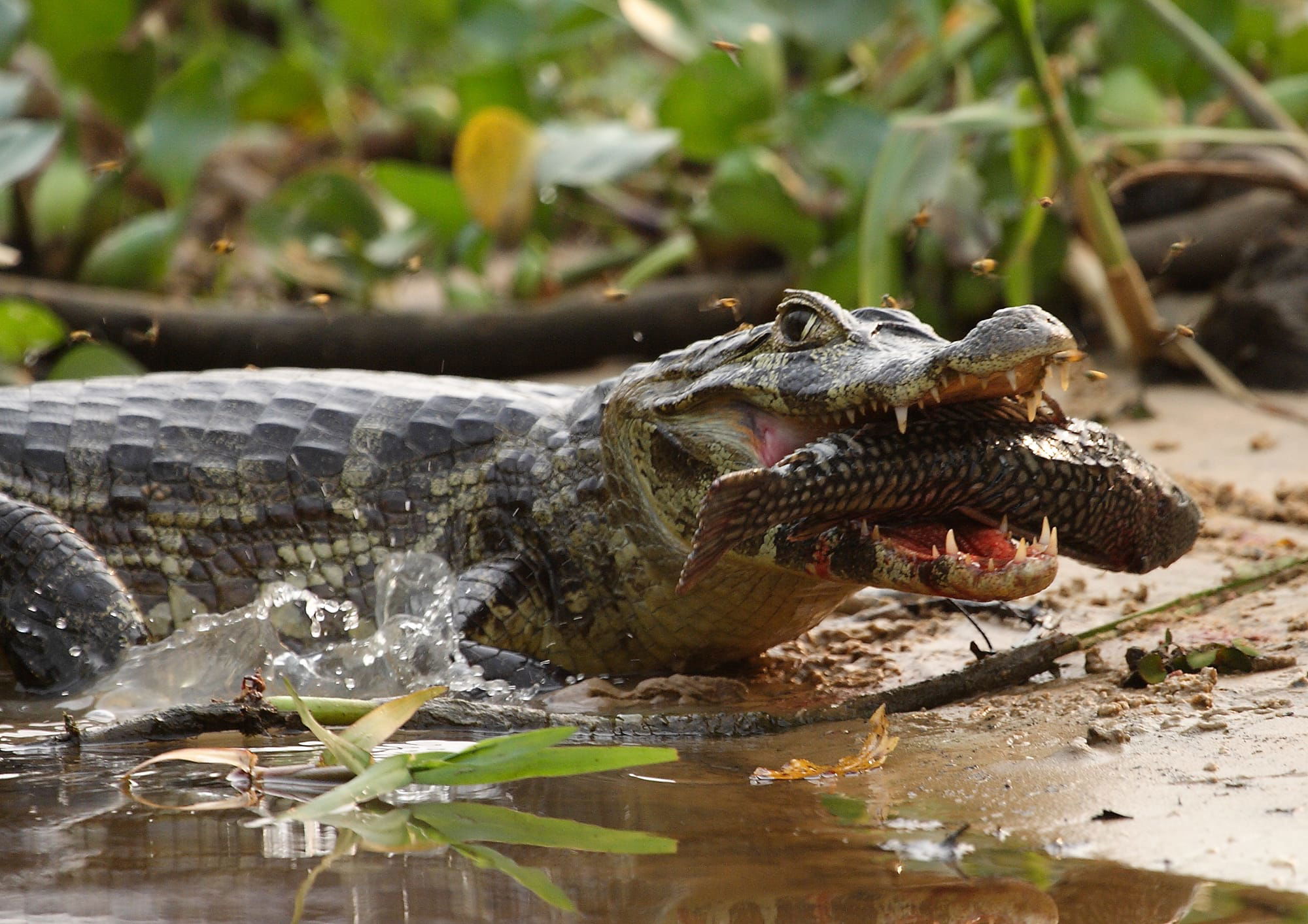 Spectacled Caiman