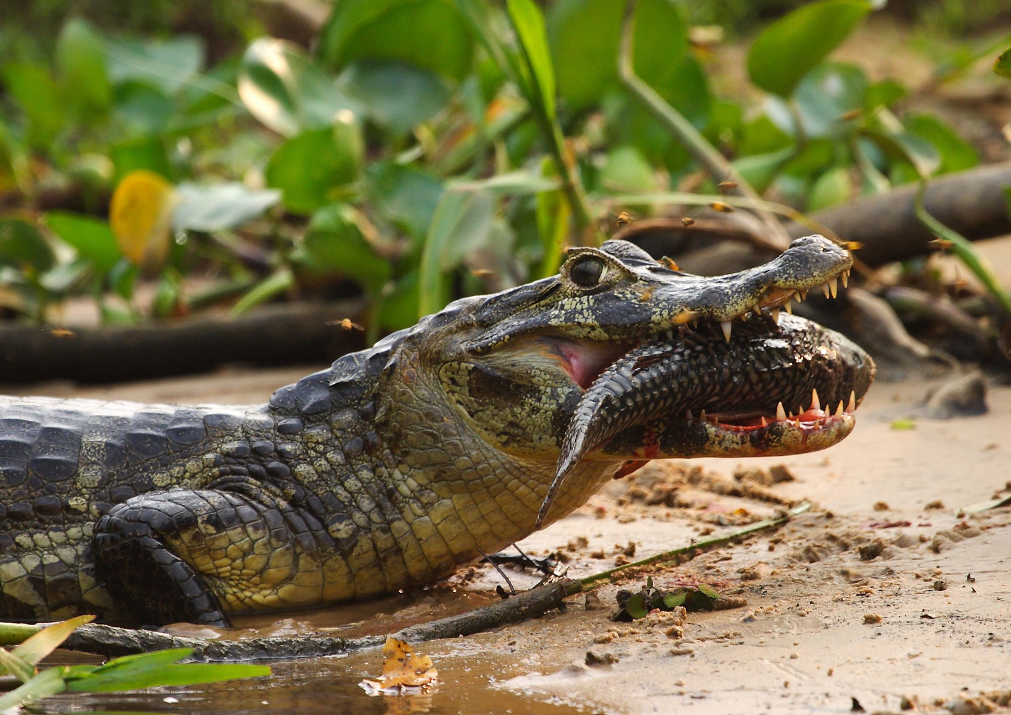 Spectacled Caiman