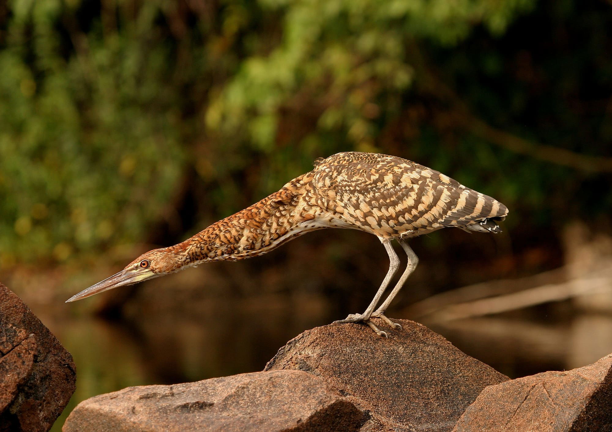 Rufescent Tiger Heron