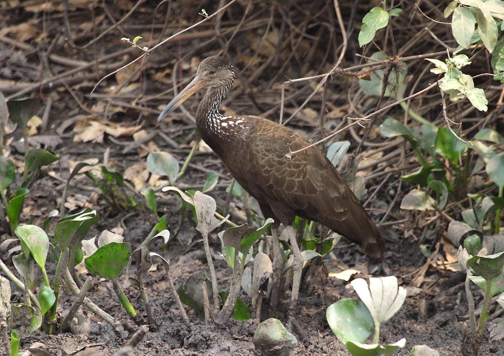 Limpkin