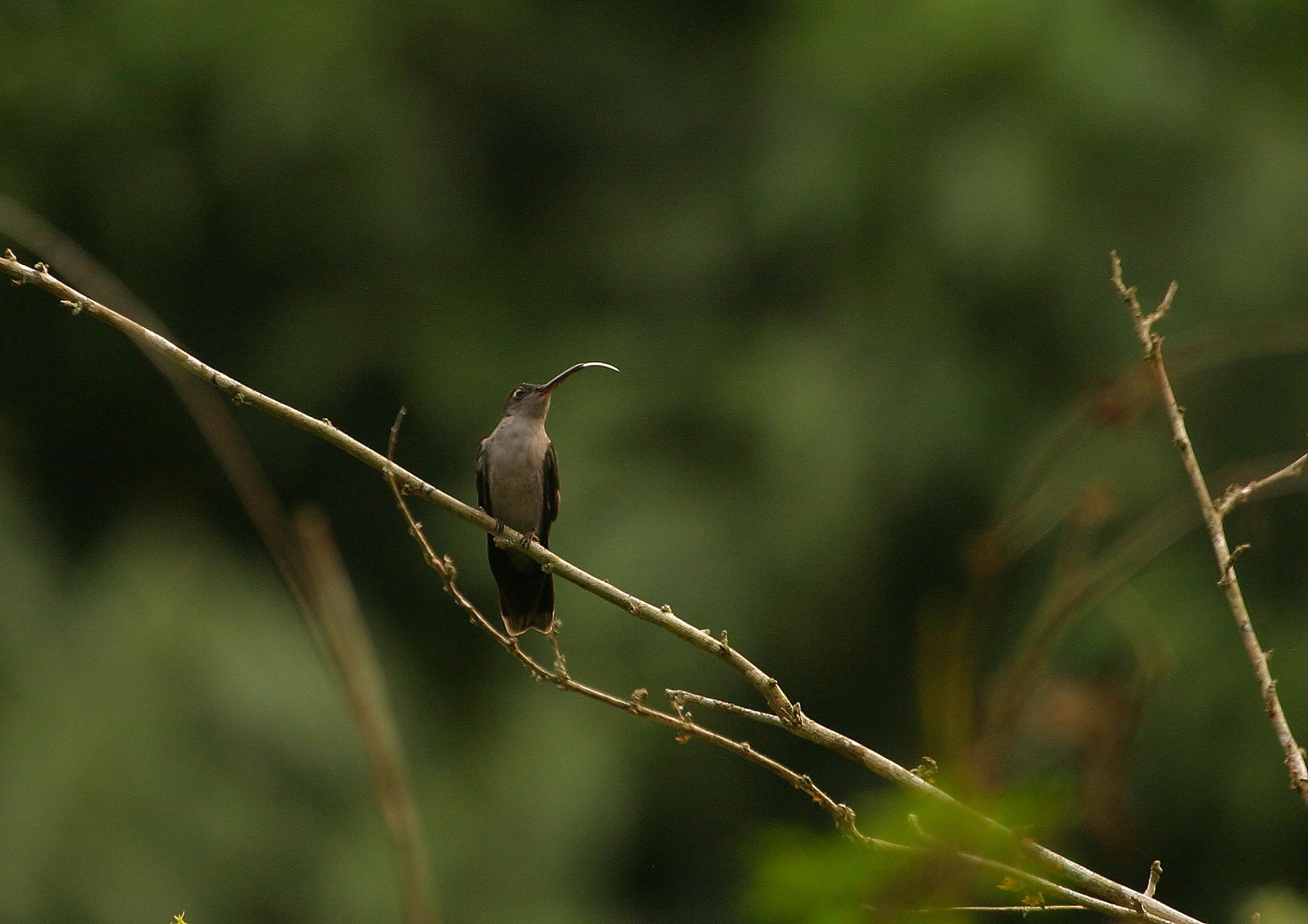 Grey-breasted Sabrewing