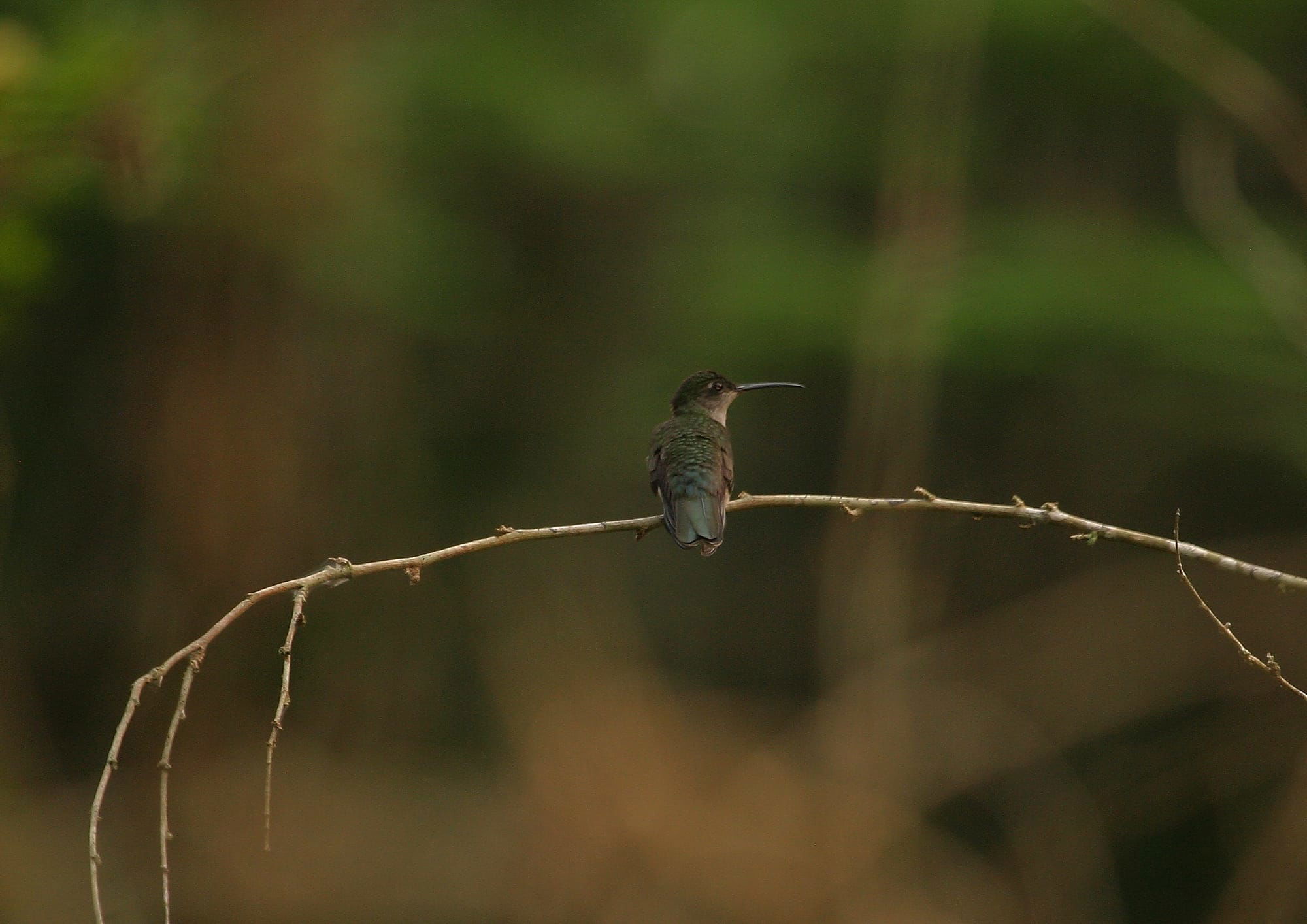 Grey-breasted Sabrewing