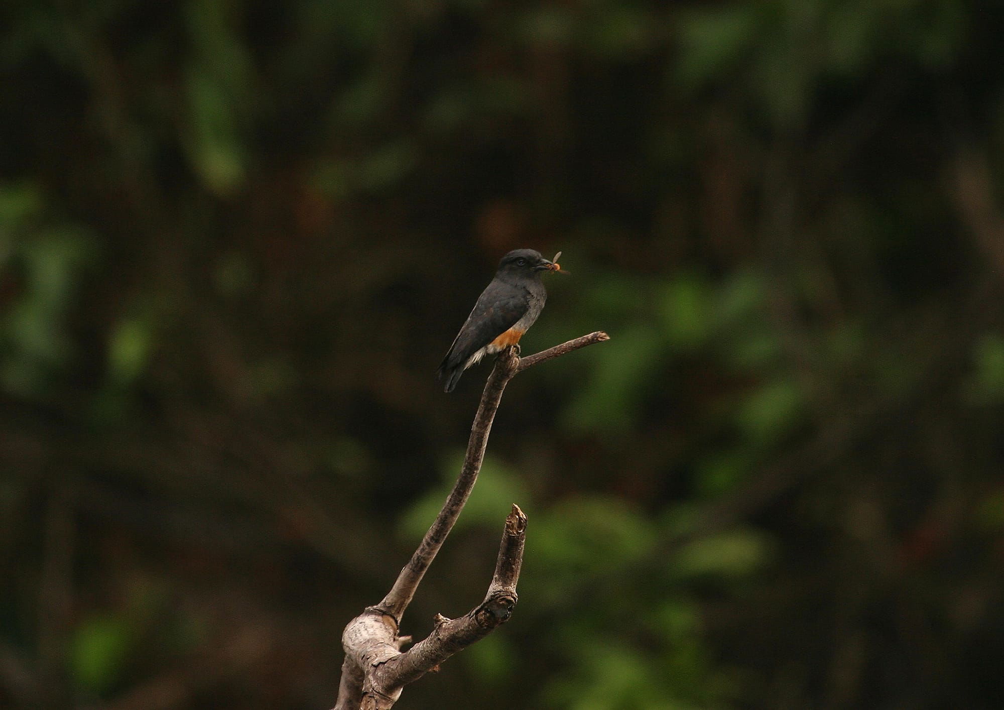 Swallow-winged Puffbird