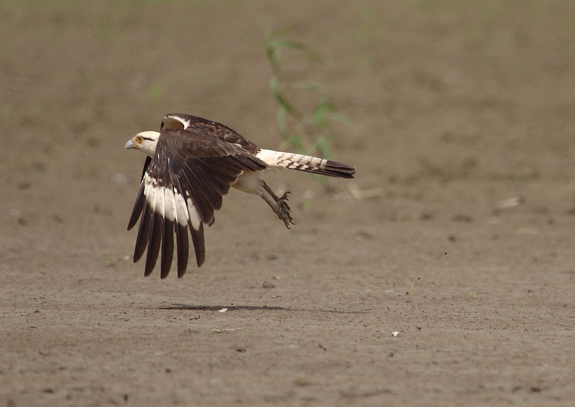 Yellow-headed Caracara