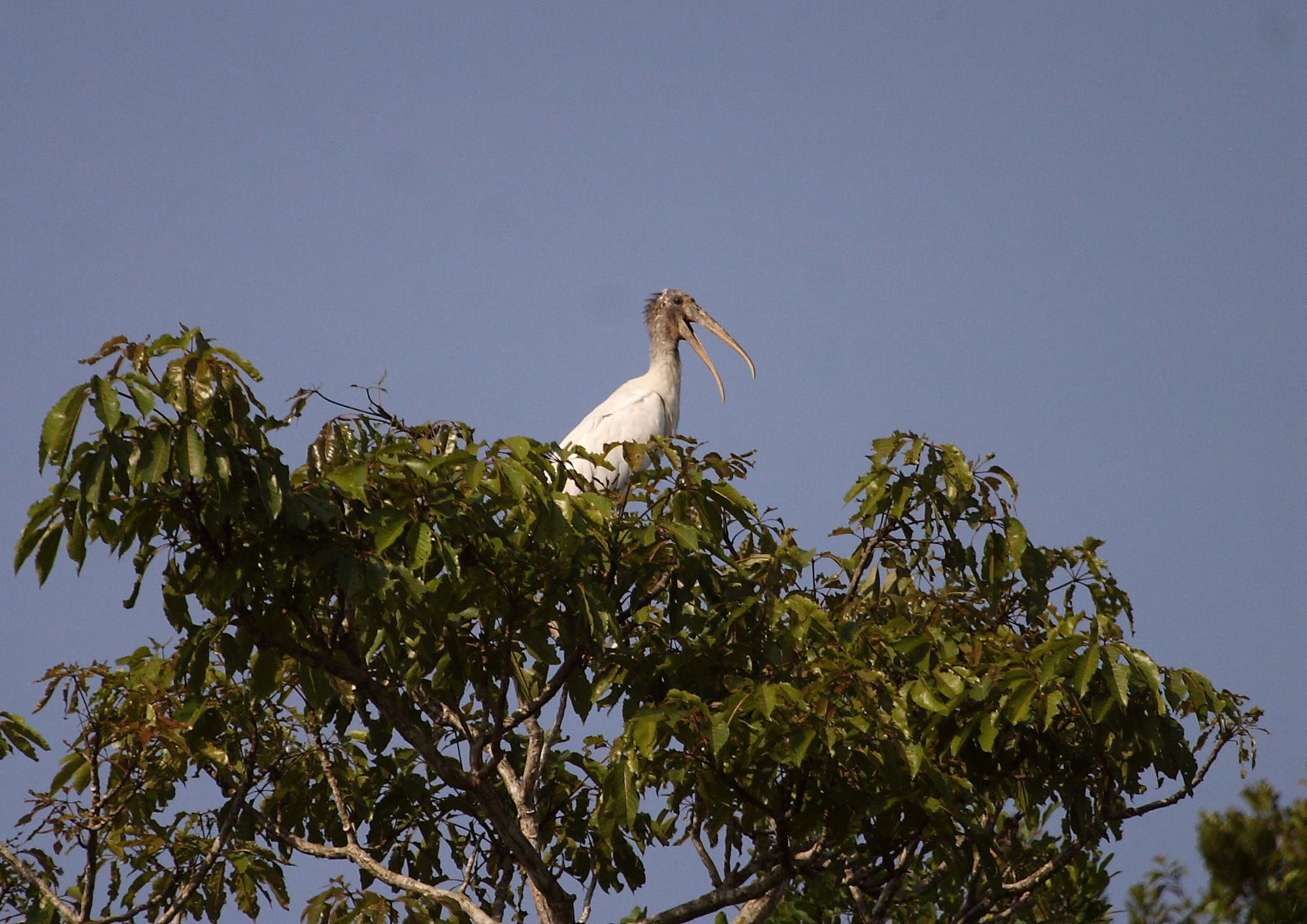 Wood Stork